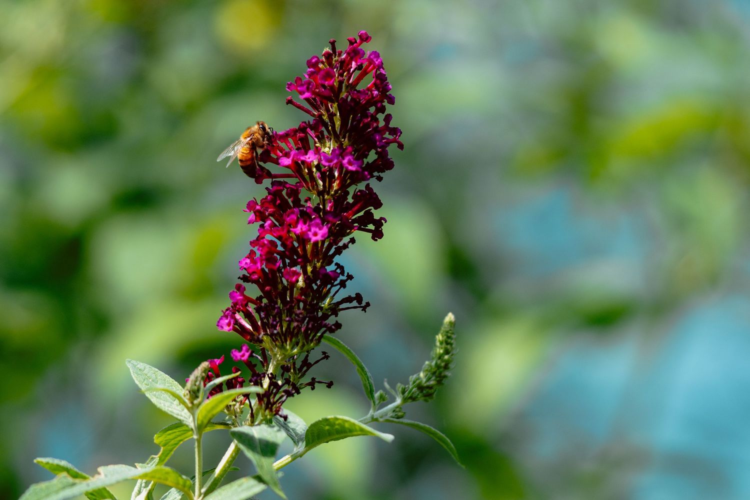 A bee perched on a tall spike of deep magenta butterfly bush flowers with blurred green bokeh background.