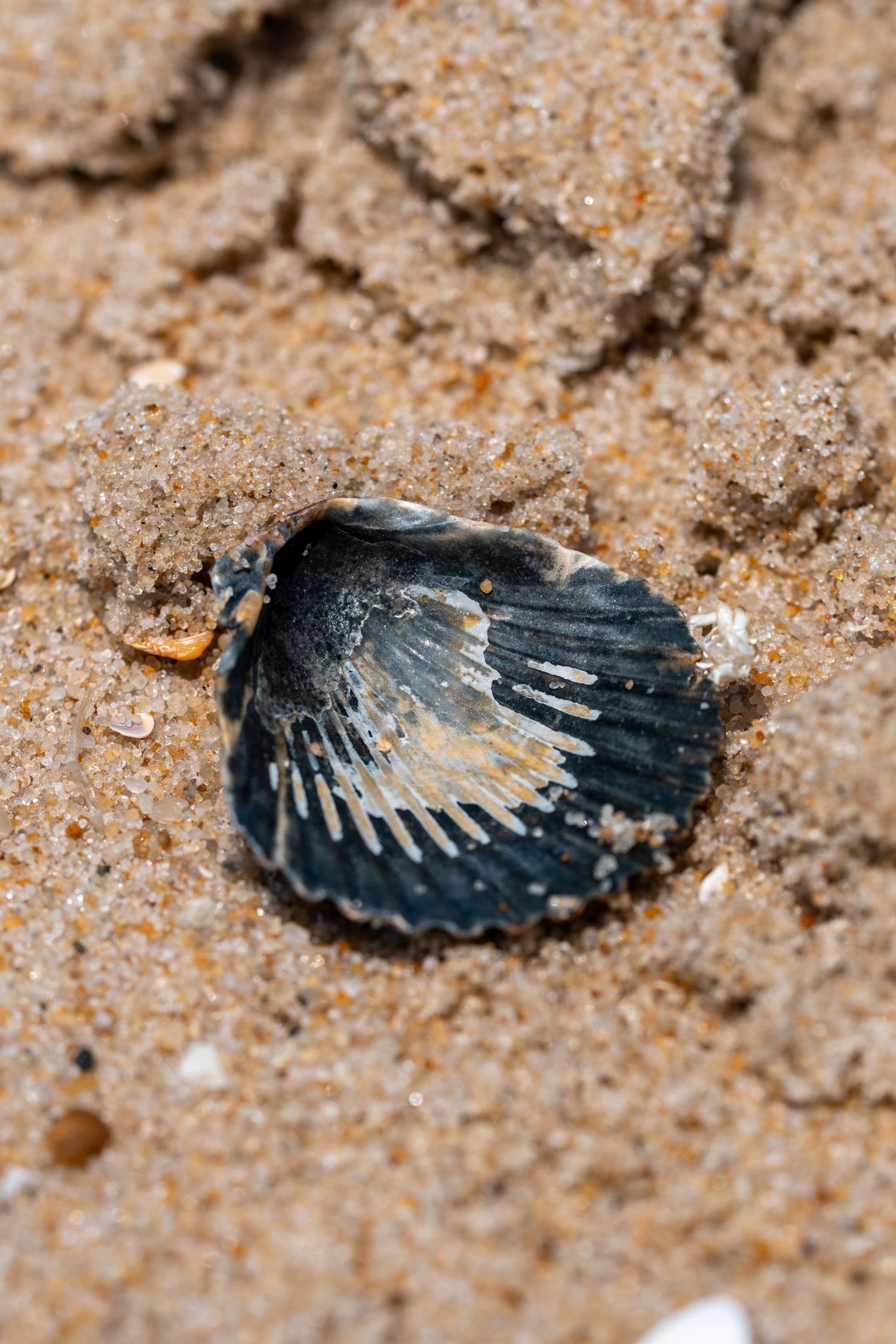 A dark blue scallop shell partially buried in golden sandy beach, showing ribbed texture and natural weathering.