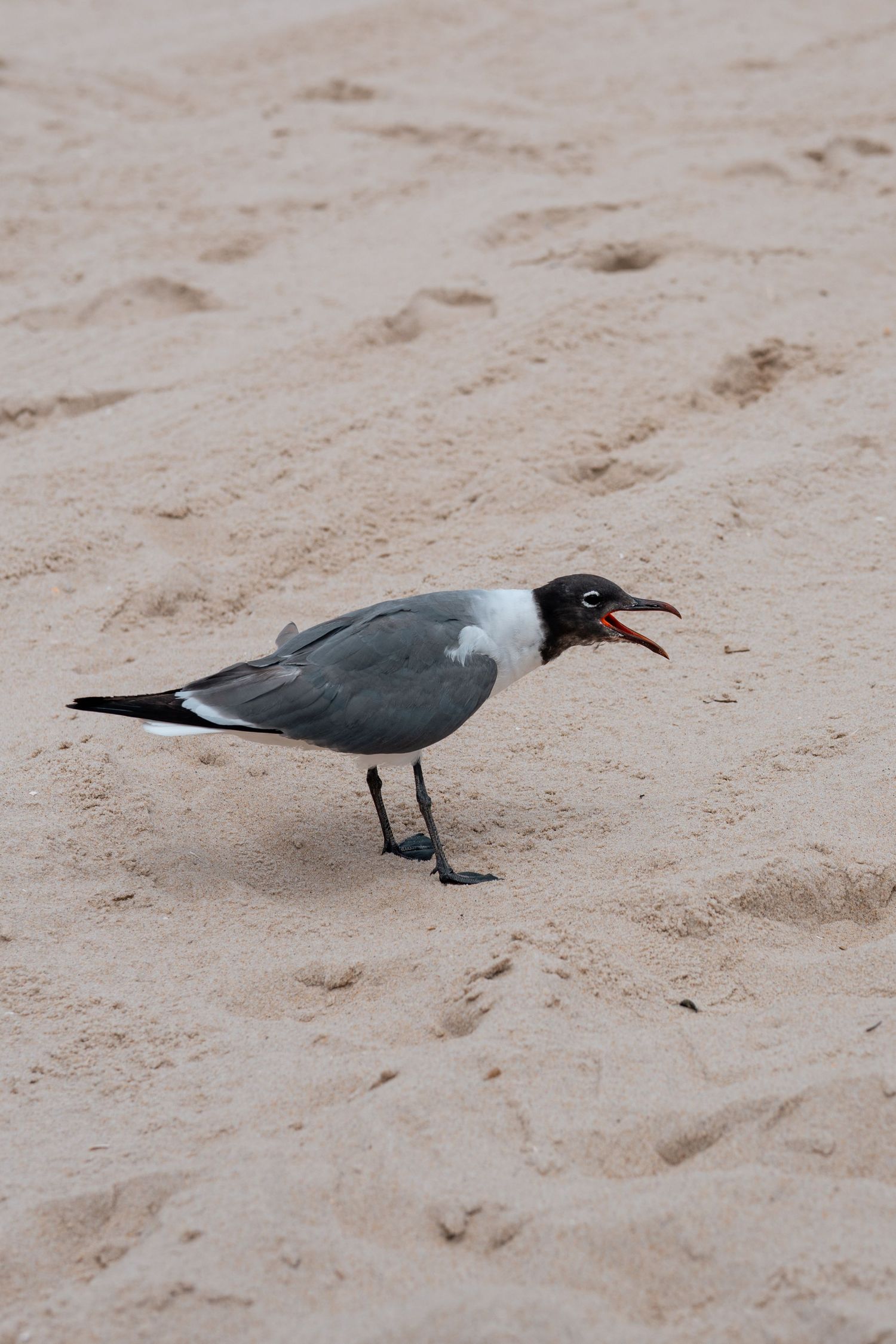 A laughing gull with open beak standing on sandy beach, displaying gray and white plumage with black head.
