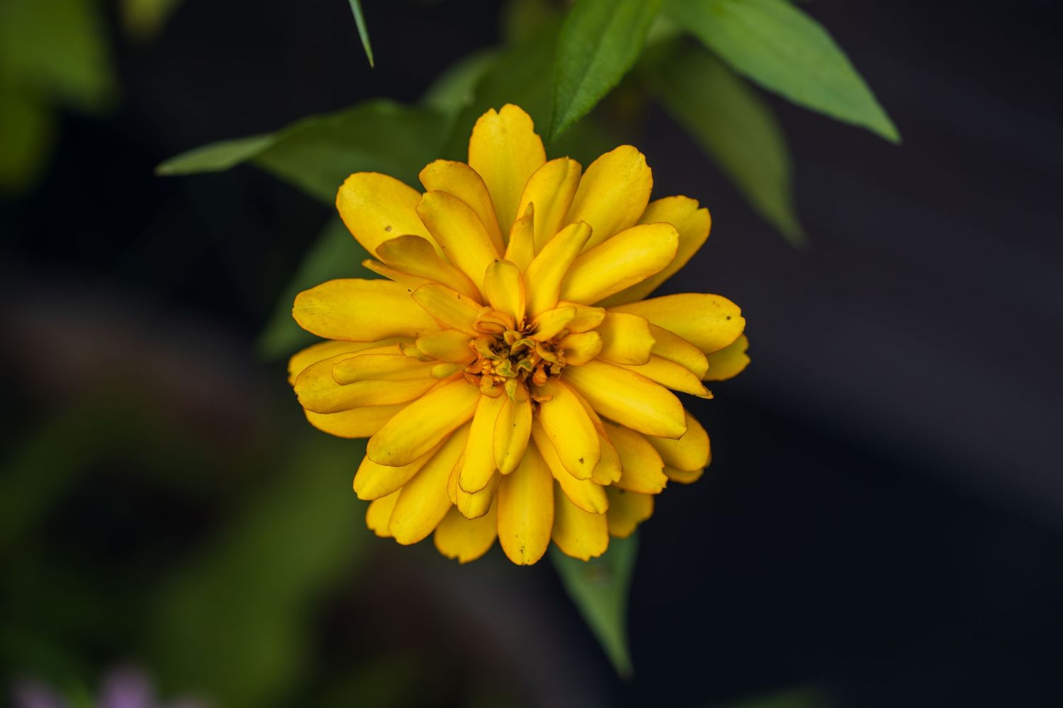 Vibrant yellow zinnia flower in full bloom with layered petals and green leaves against a dark background.