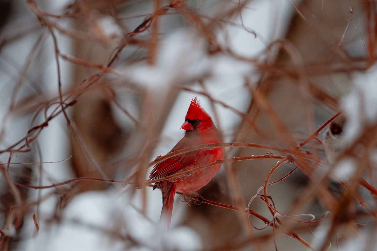 Vibrant male northern cardinal perched among bare winter branches covered in snow.