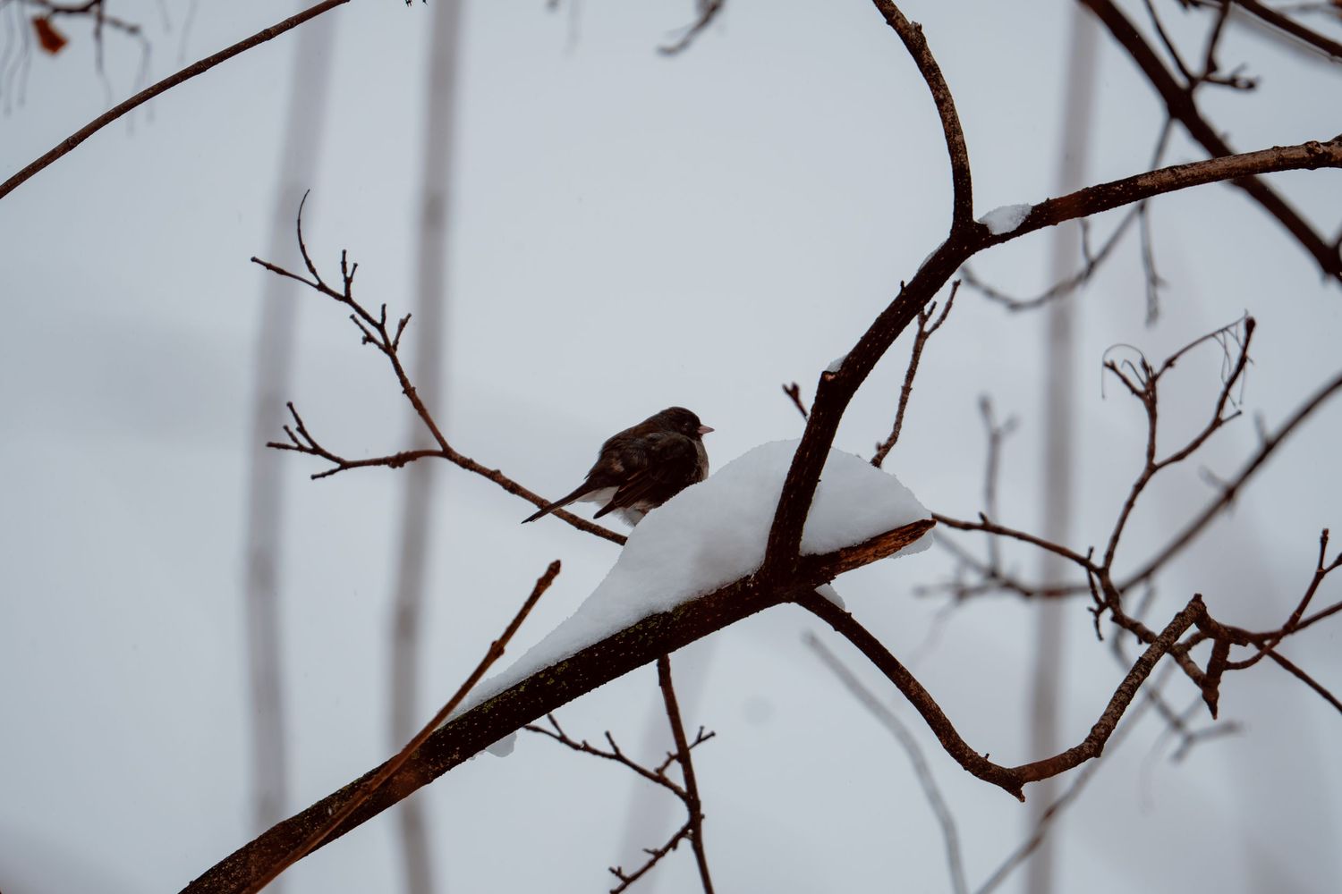 A small bird perched on a snow-covered bare branch against a pale winter sky.