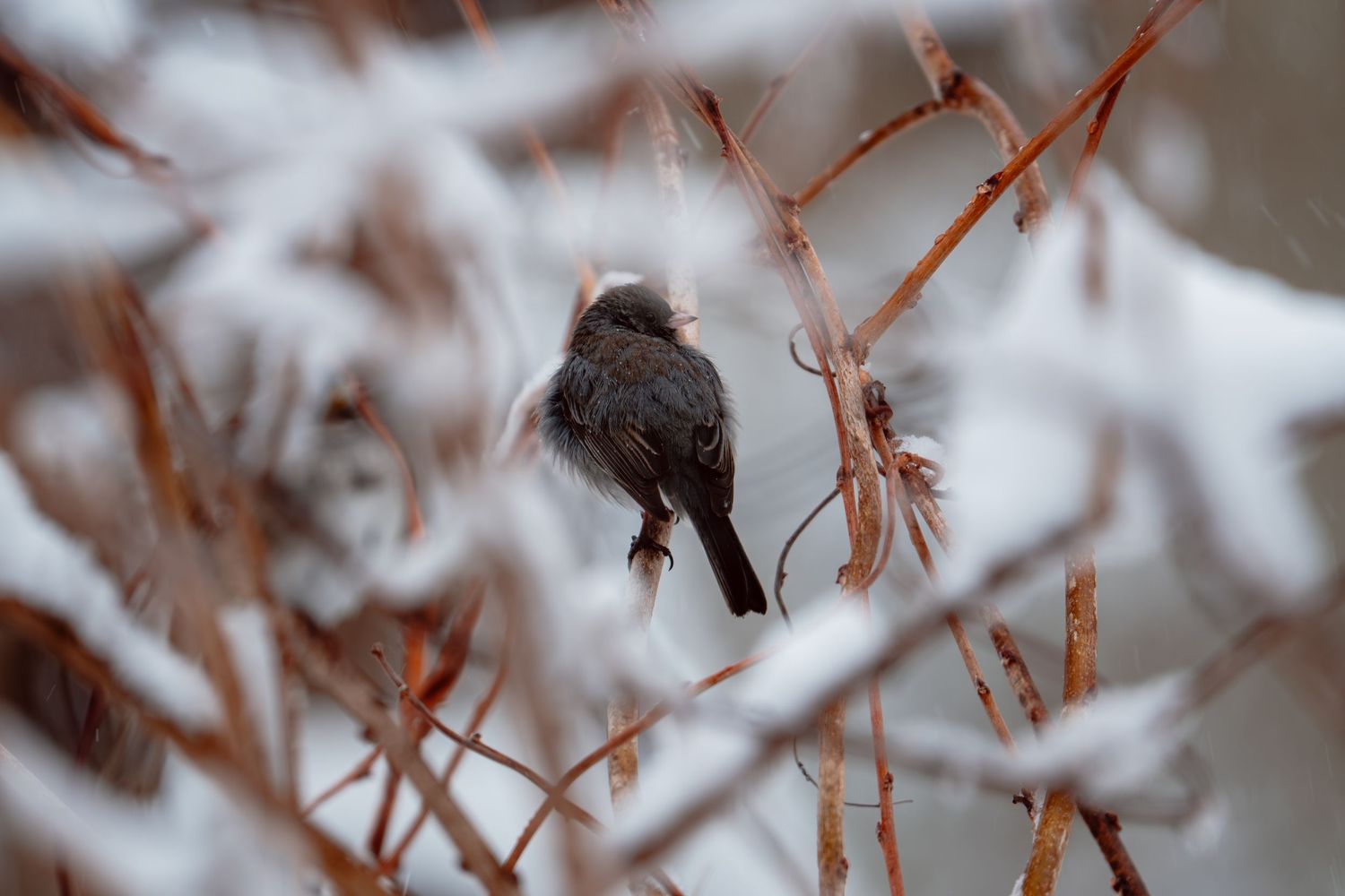 Small dark bird perched on snow-covered branches in a winter forest.