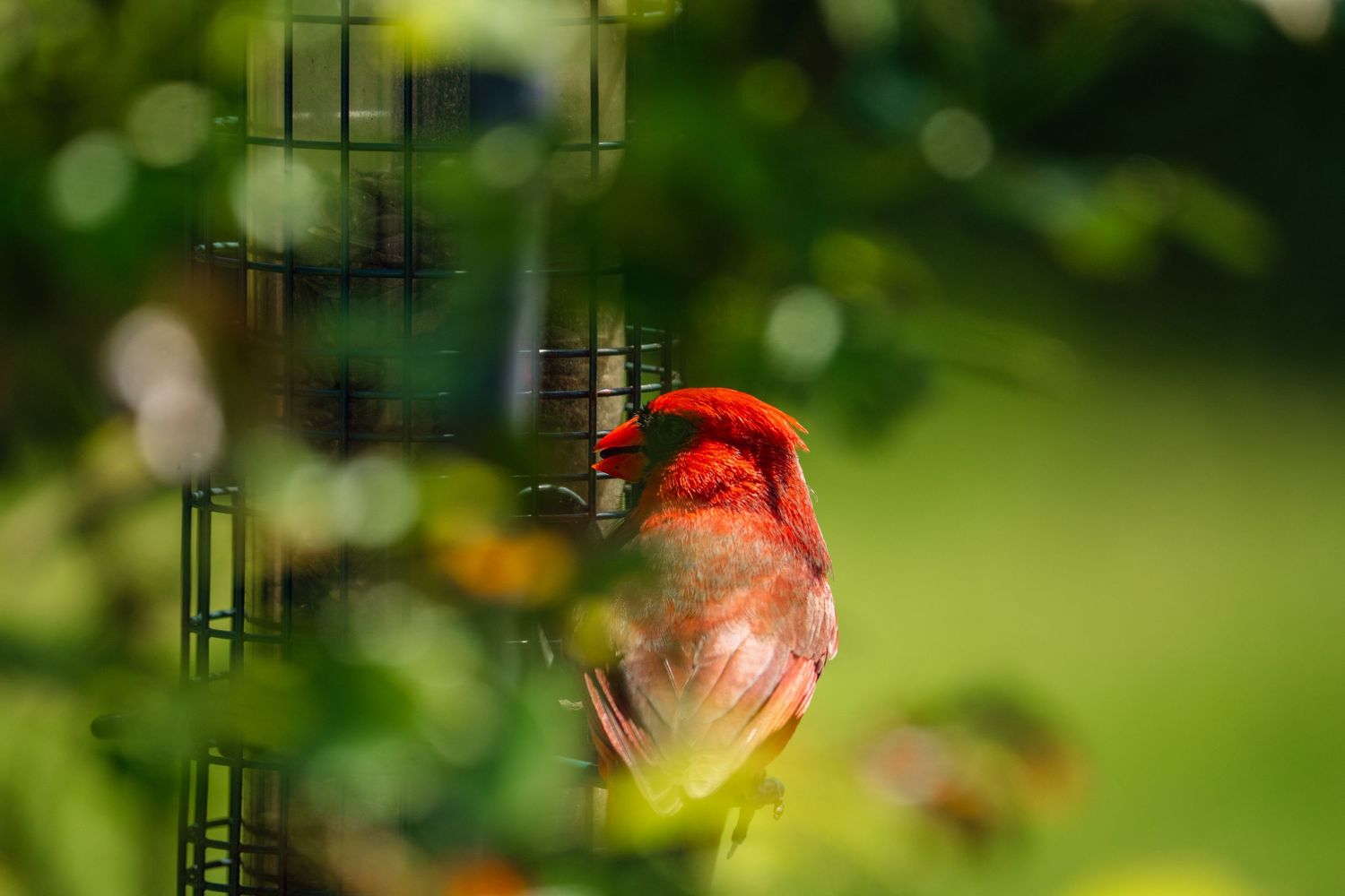 Male Northern Cardinal with wings slightly spread clinging to a wire mesh suet cage bird feeder.