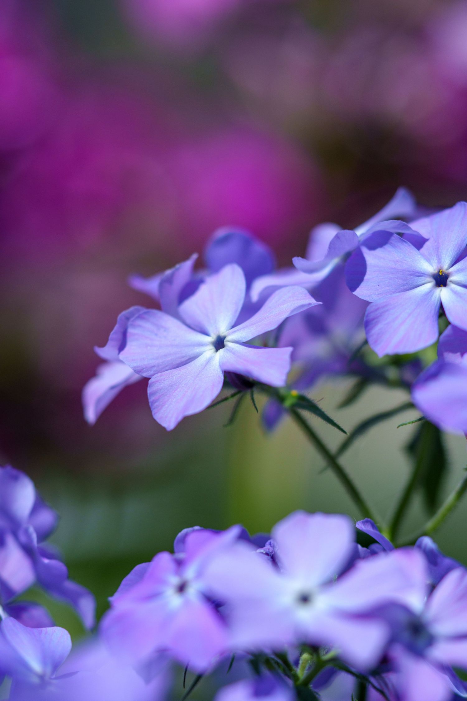 Delicate purple phlox flowers blooming with pink flowers softly blurred in the background.