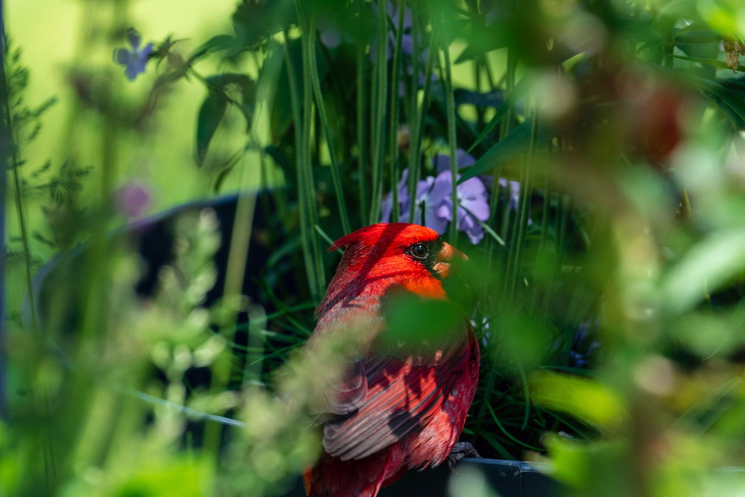 Vivid red male Northern Cardinal partially hidden among green garden plants and purple flowers.
