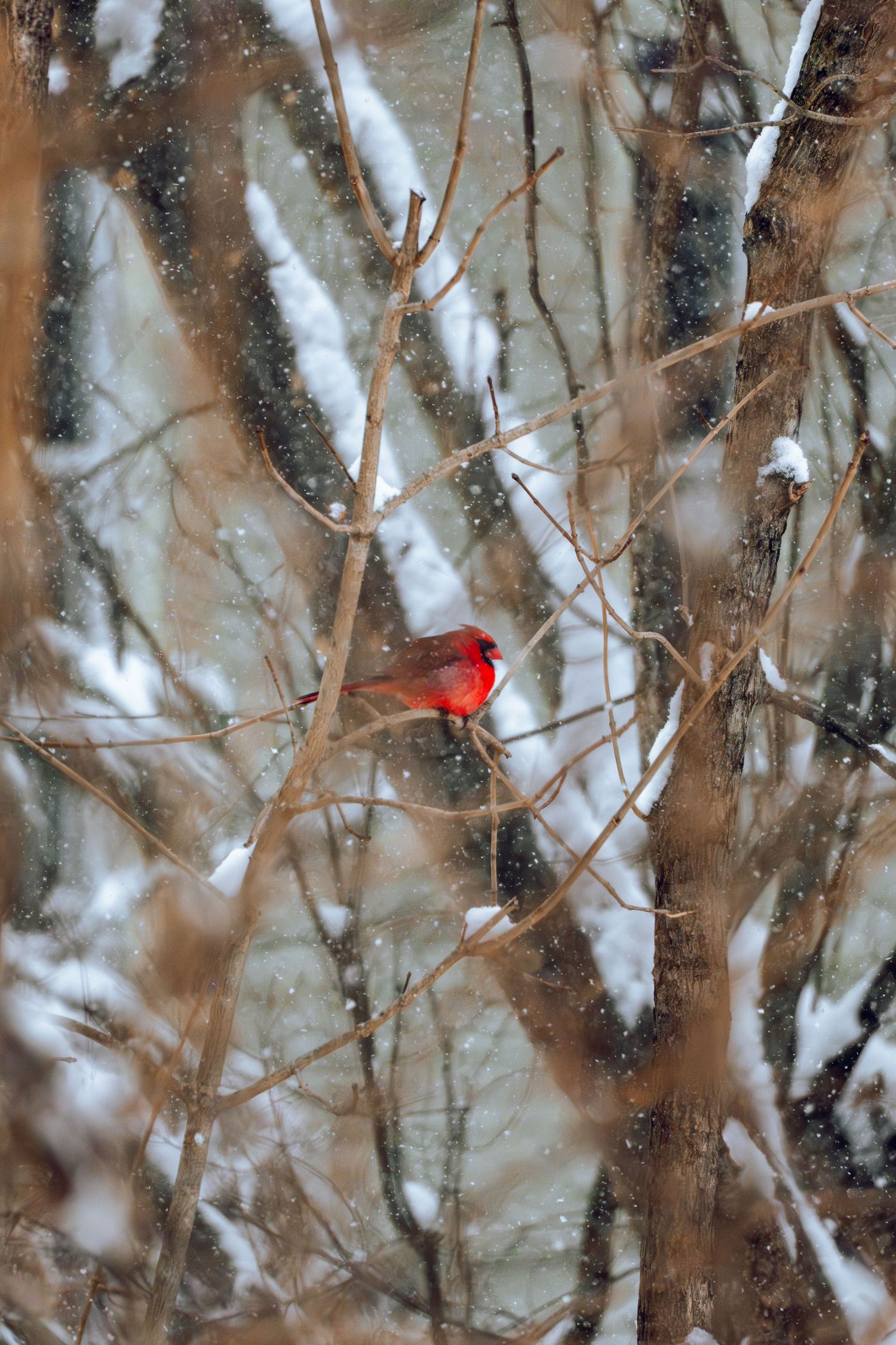 A bright red male northern cardinal sitting on a snow-covered branch during a snowstorm.