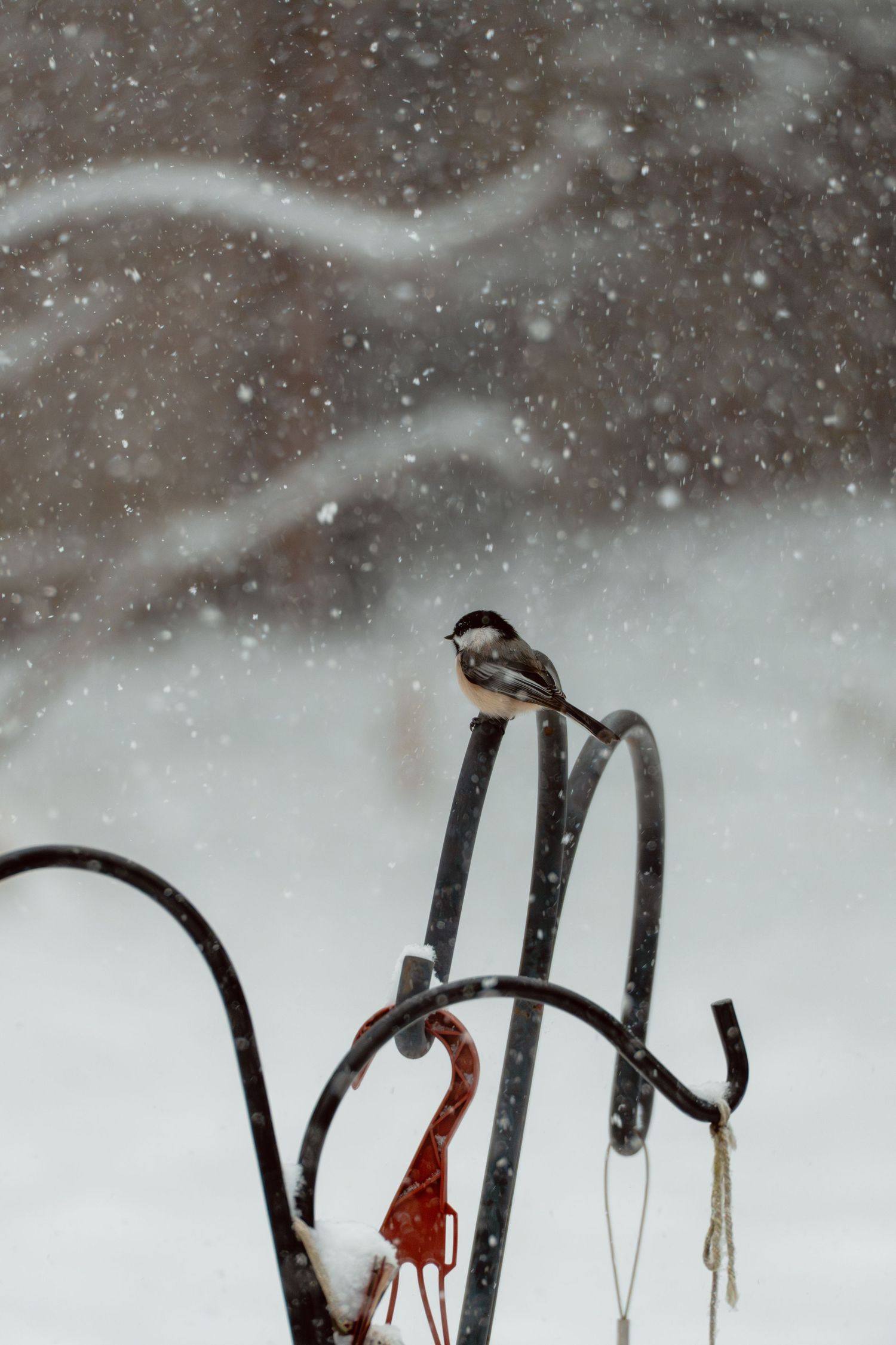 Black-capped chickadee perched on a metal garden stand during a heavy snowfall.