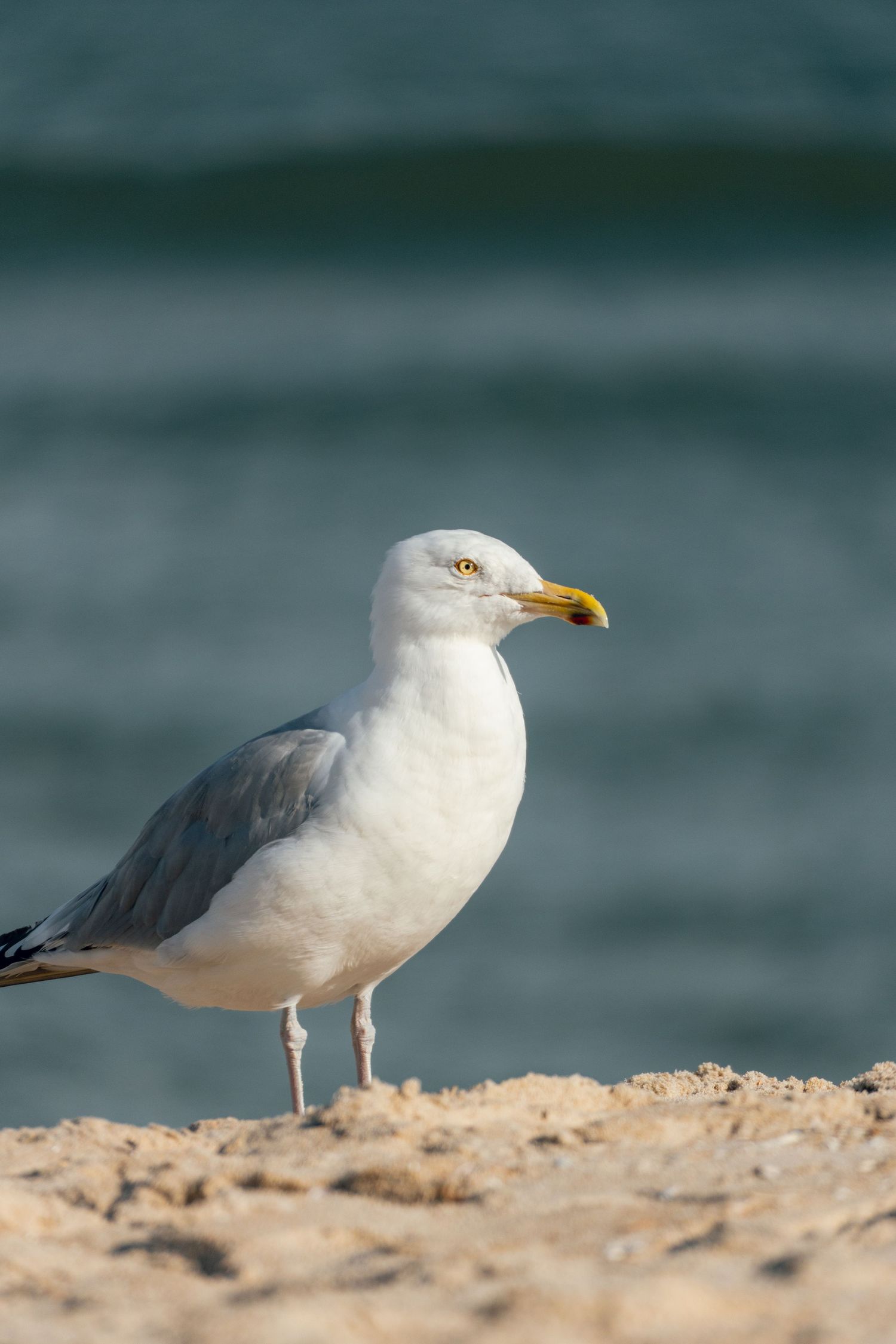 A herring seagull with yellow beak standing on sandy beach with blurred teal ocean in background.
