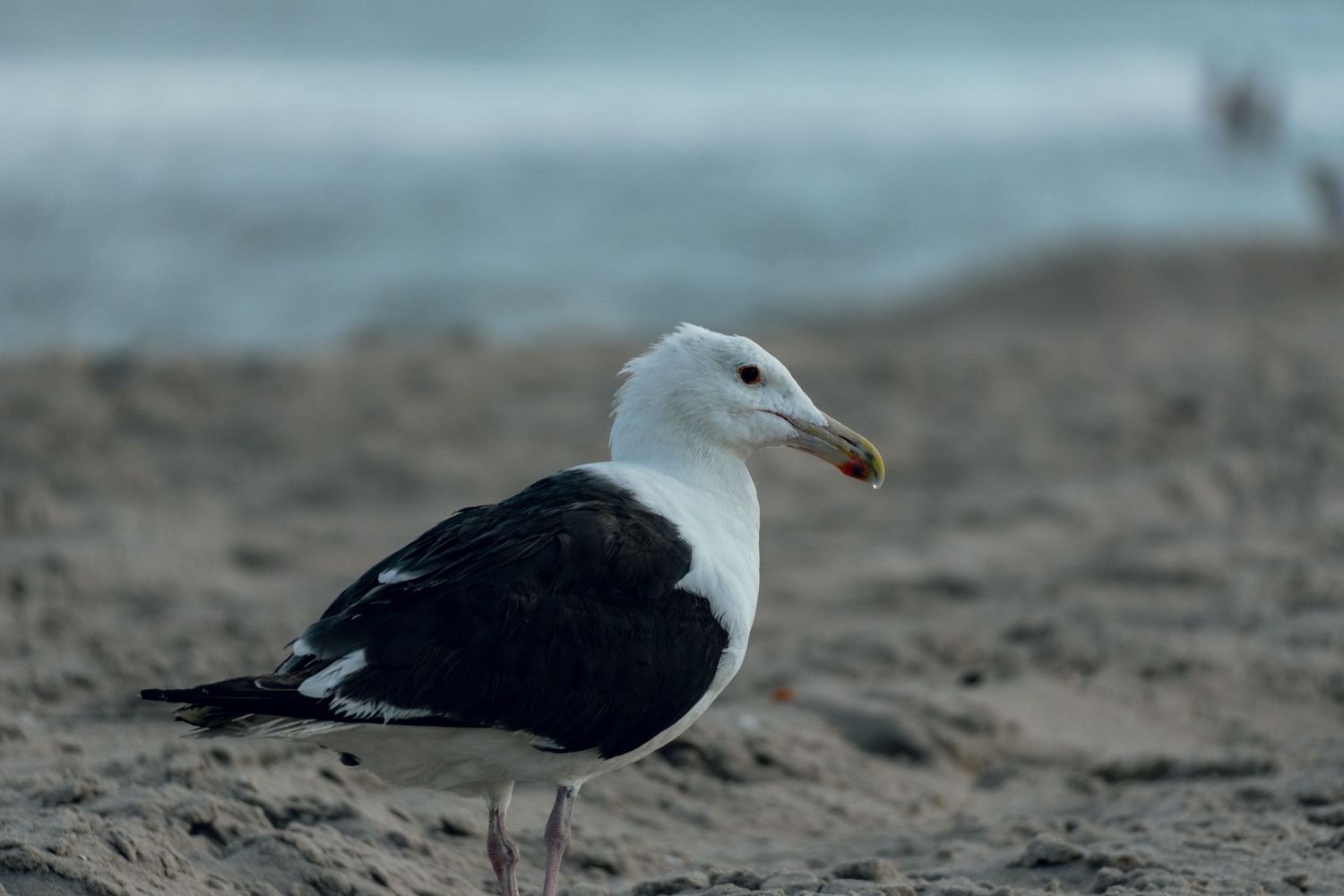 A great black-backed gull stands on sandy beach with blurred ocean in the background.