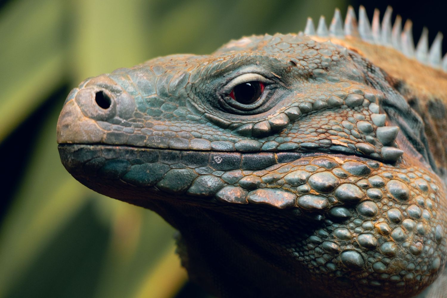 Macro portrait of an orange and blue iguana head with textured bumpy scales and dark tropical background.