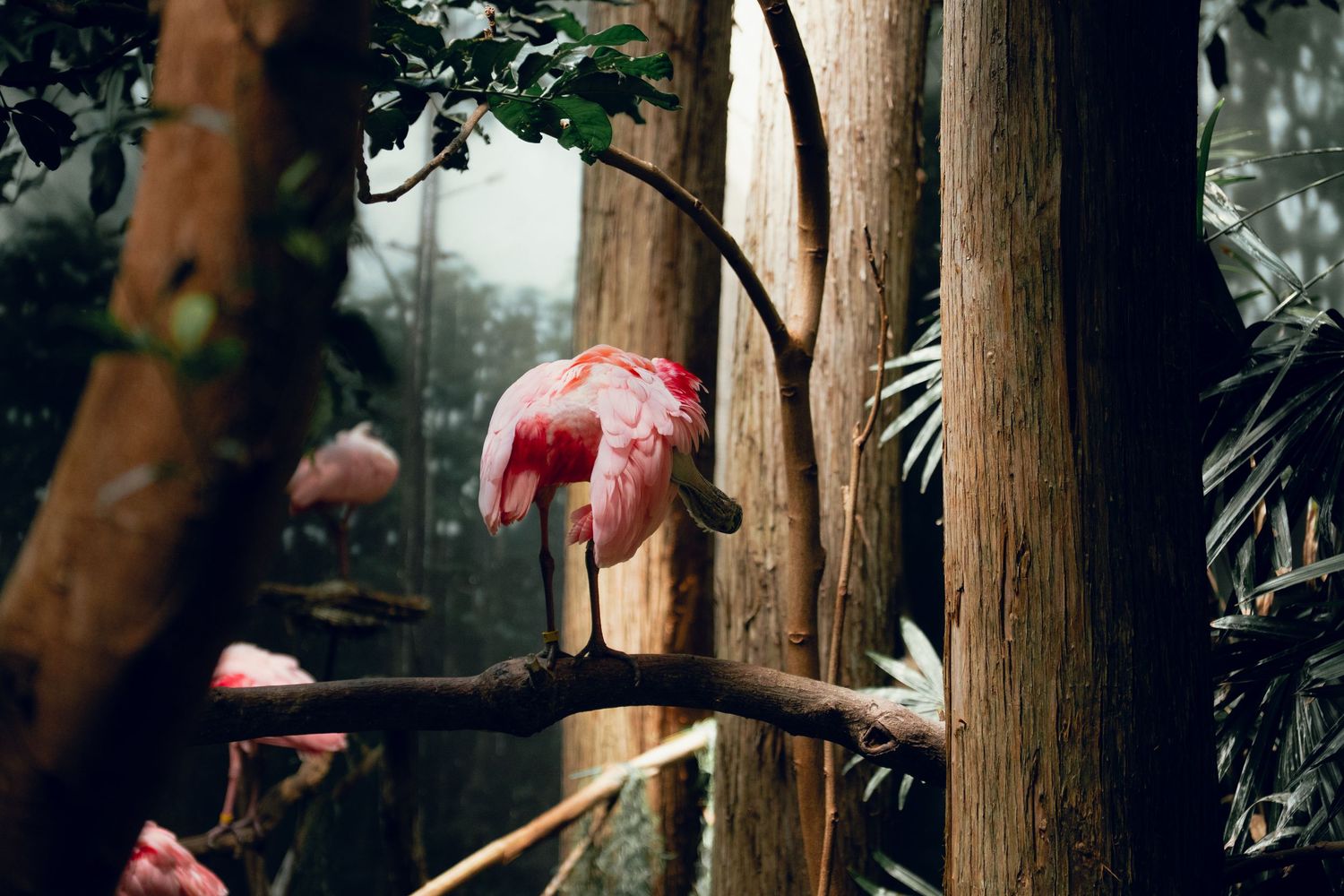 A pink roseate spoonbill perches on a branch in a lush tropical zoo aviary.