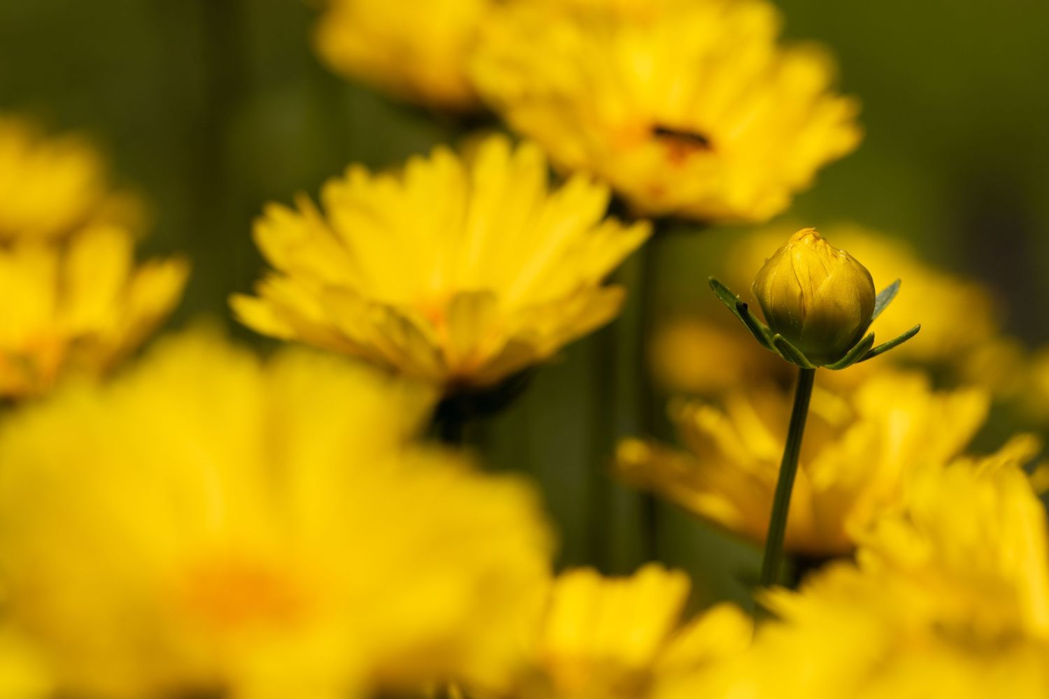 A yellow flower bud rises above blooming yellow daisies in soft focus.