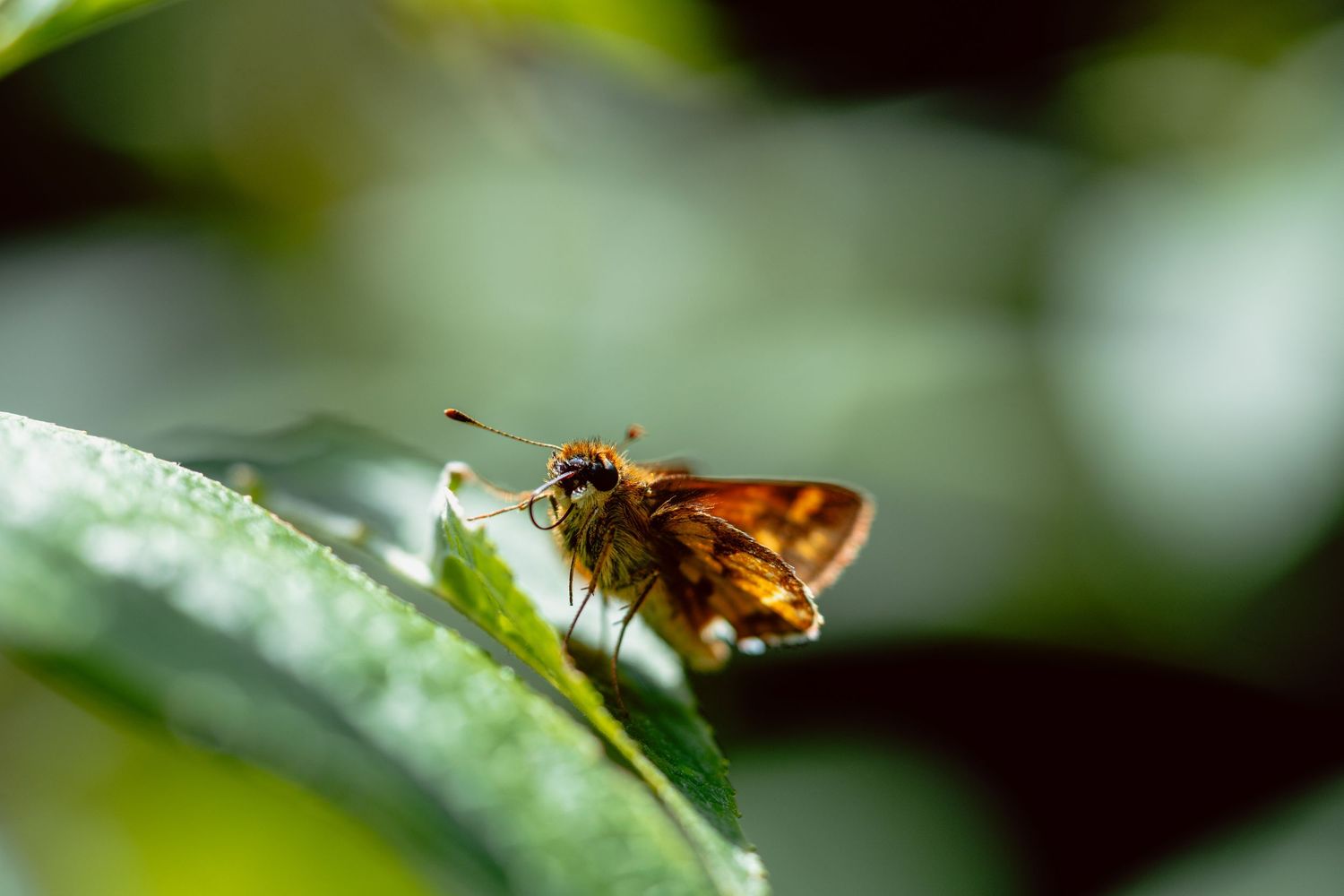 A close-up of an orange skipper butterfly resting on a green leaf with a blurred natural background.