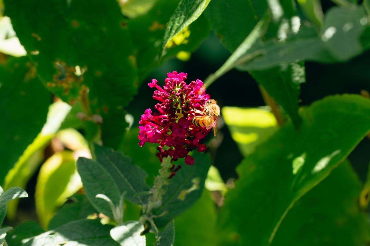 A honeybee collects nectar from a vivid pink butterfly bush in a garden.