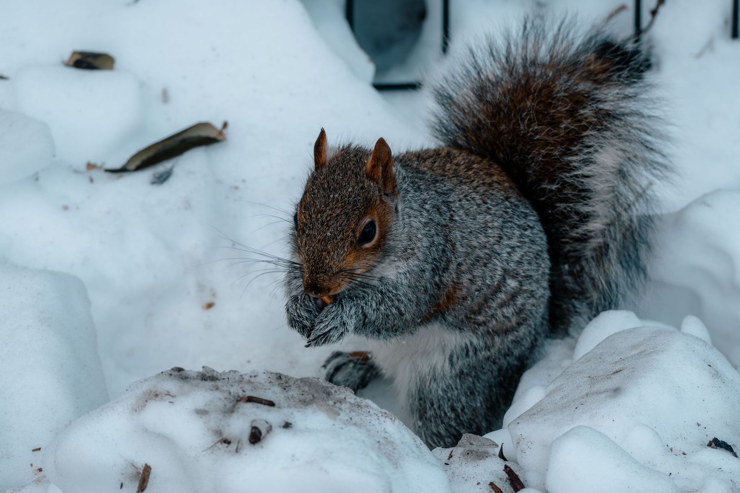 Gray squirrel foraging through deep white snow searching for food in winter landscape.