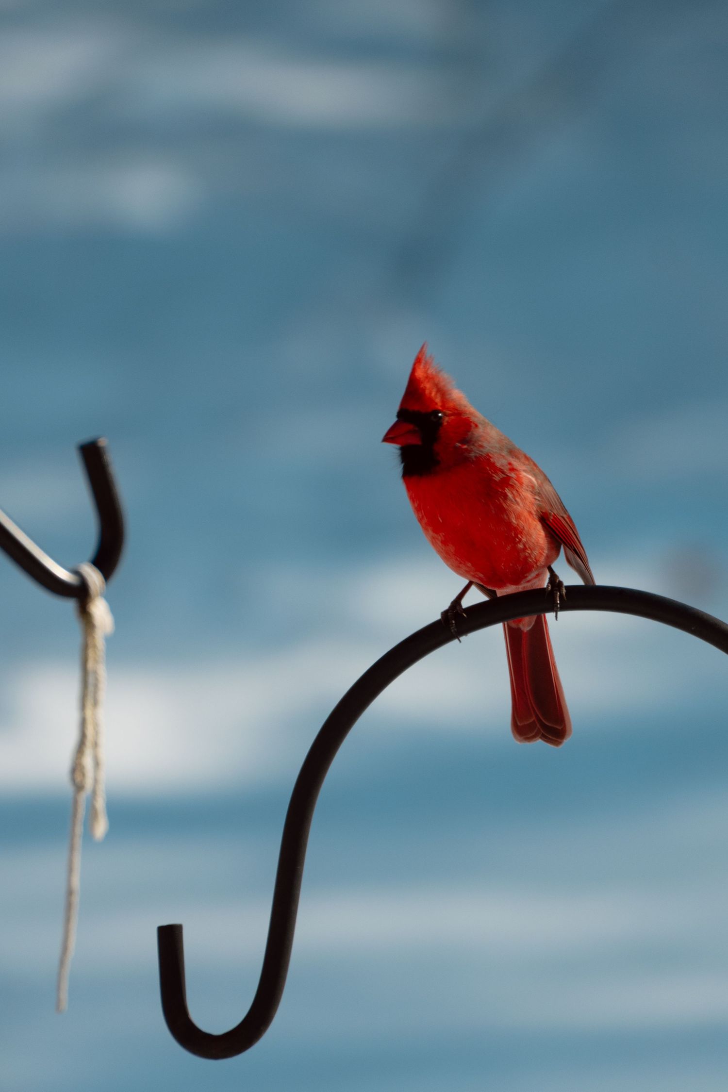 A brilliant red male Northern Cardinal sits on a curved metal shepherd hook with a cloudy blue sky backdrop.