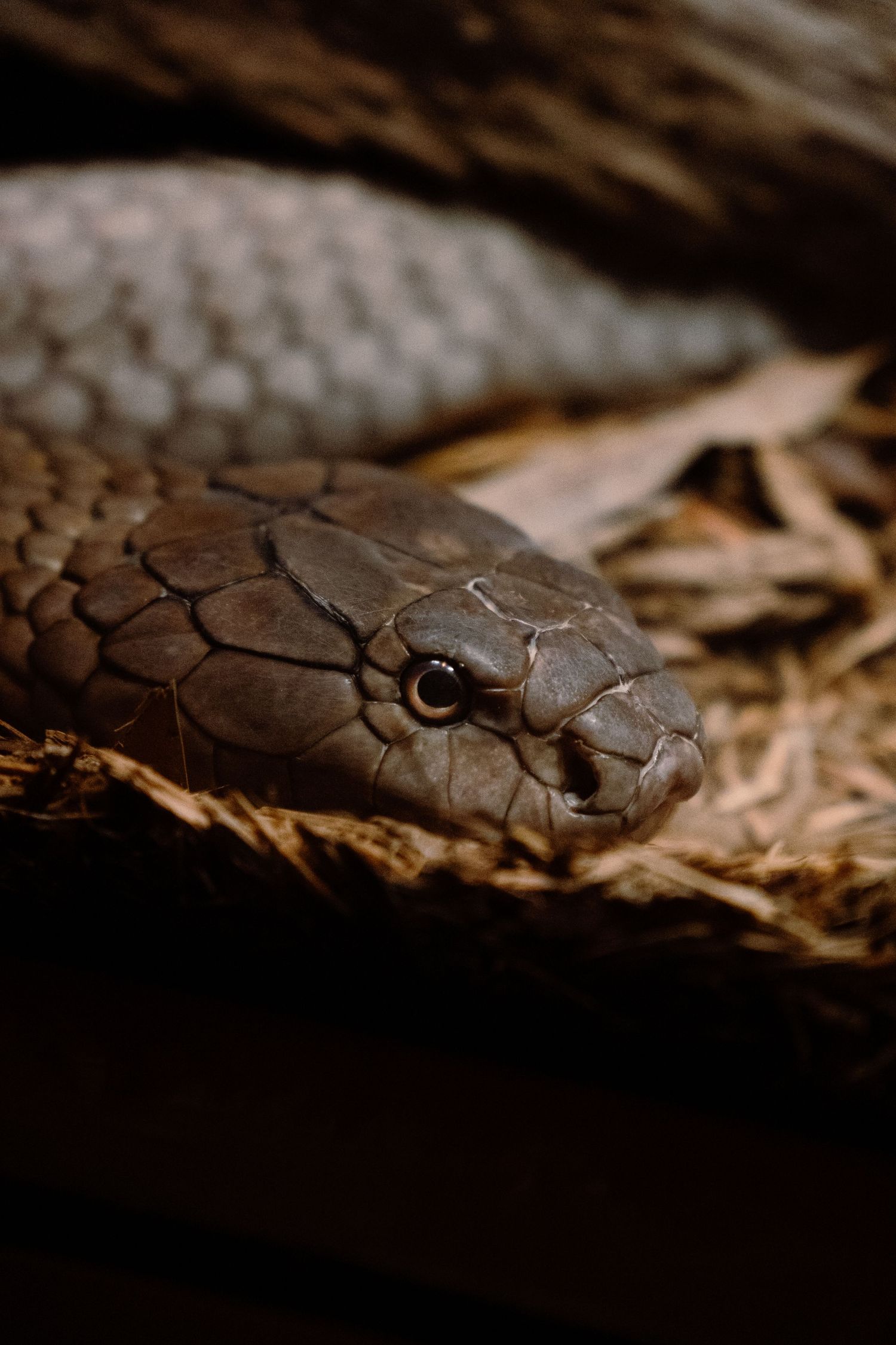 Close-up portrait of a brown snake resting on dry grass with detailed scale texture visible.