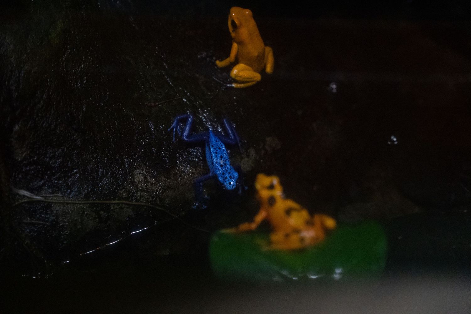 Two orange poison dart frogs and one blue poison dart frog gathered near dark water.