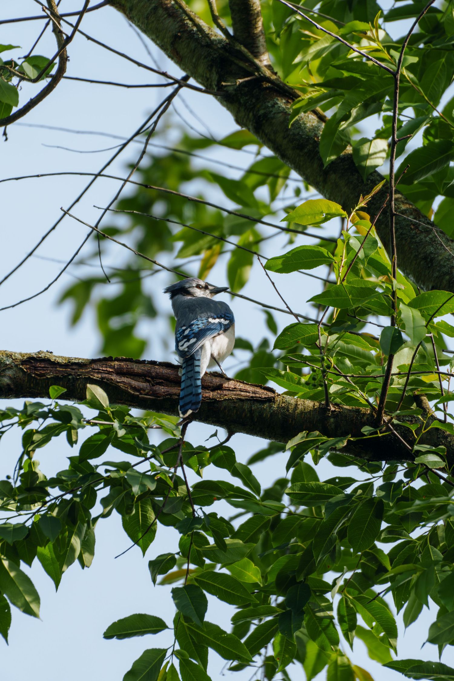 A blue jay perched on a tree branch surrounded by green leaves against a clear blue sky.