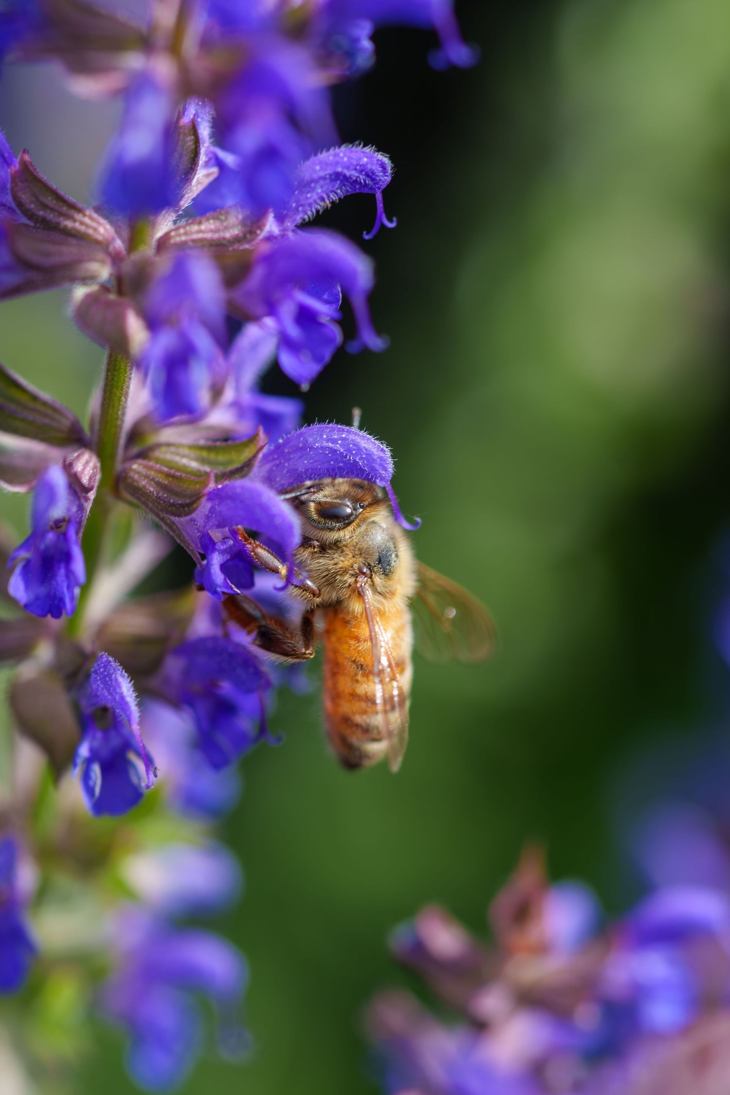Honeybee collecting nectar from vibrant purple salvia flowers in a garden, with a blurred green background.