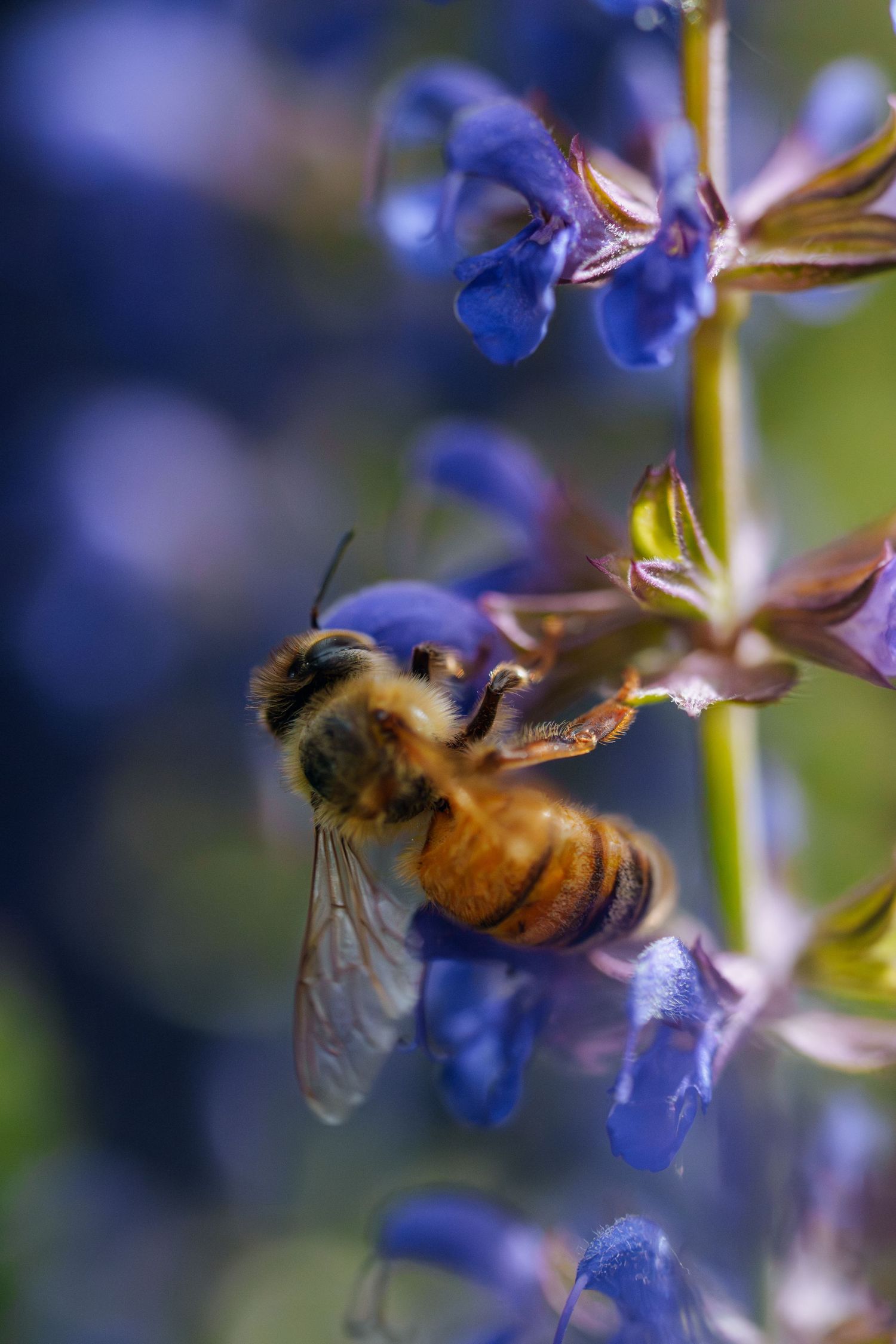 Close-up of a honeybee collecting nectar from vibrant blue salvia flowers in full bloom.