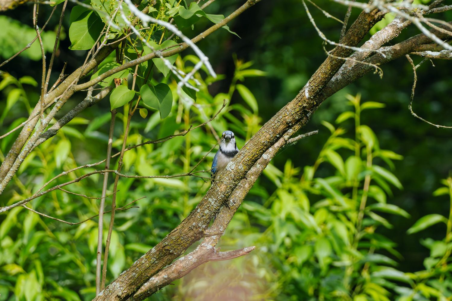 A small bird perched on a tree branch surrounded by lush green foliage in a natural woodland setting.