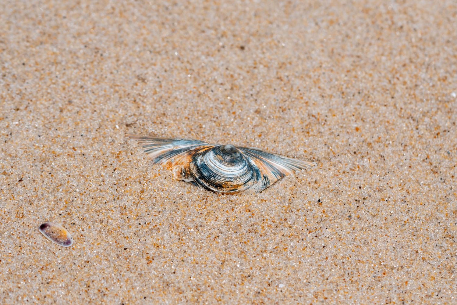 A small iridescent seashell partially buried in golden sandy beach, with delicate wing-like edges catching sunlight.