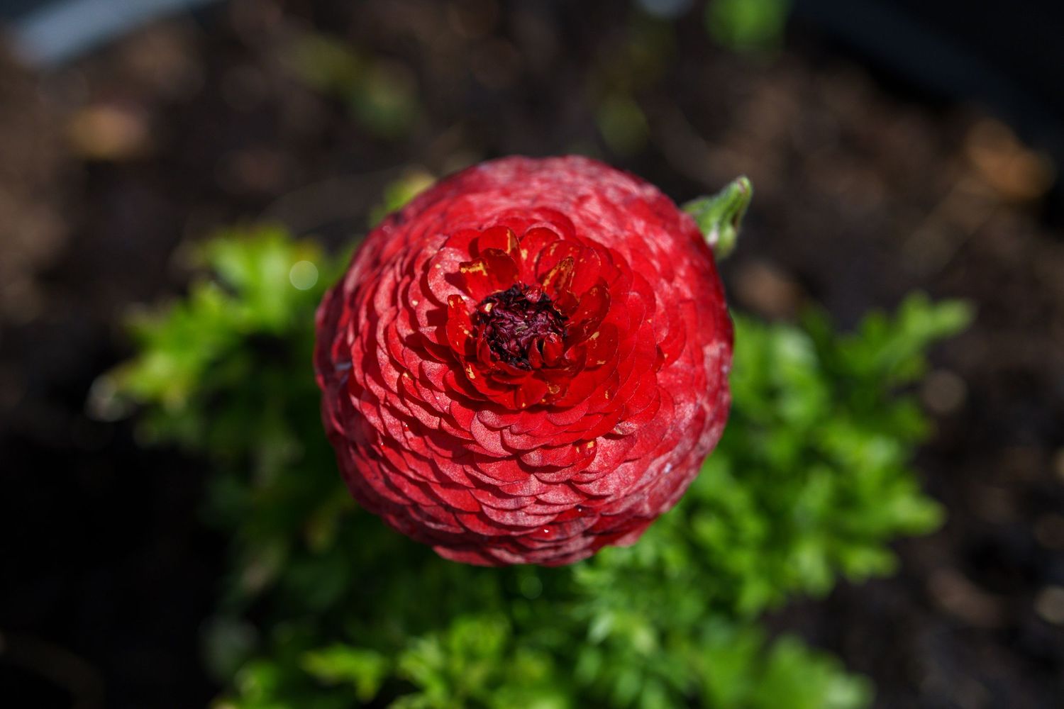 Close-up of a vibrant red ranunculus flower in full bloom against a dark soil background.