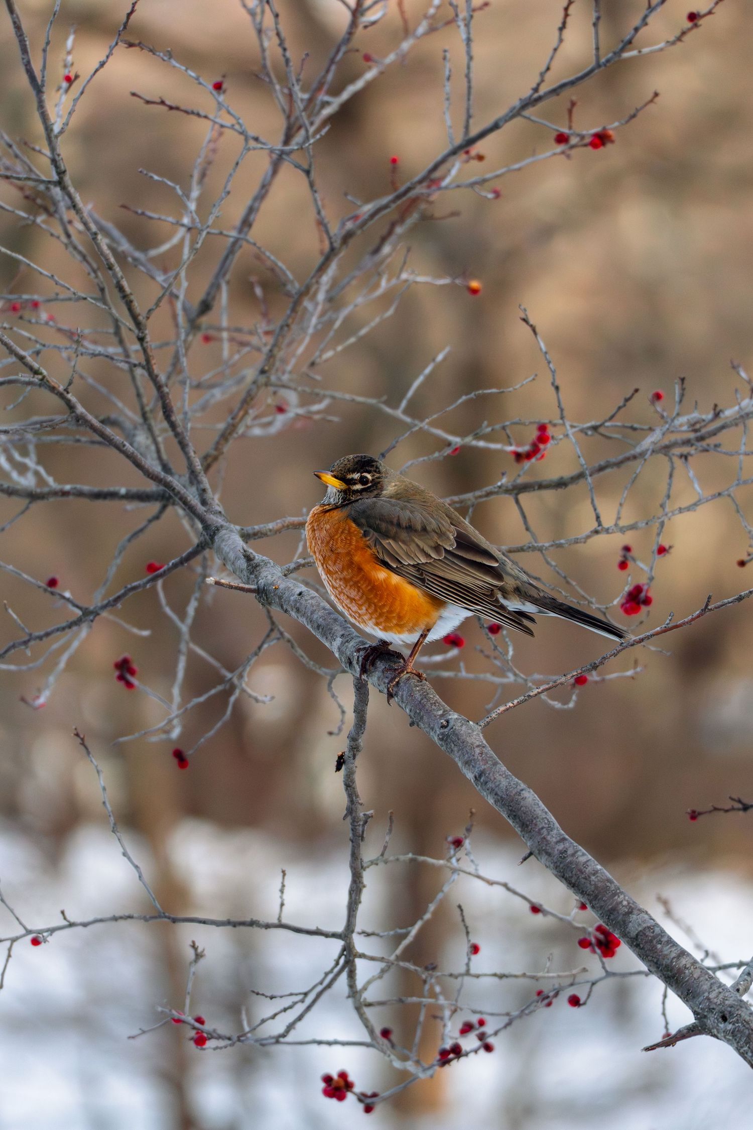 American robin with vibrant orange breast perched on frost-covered branch with red berries in winter snow.