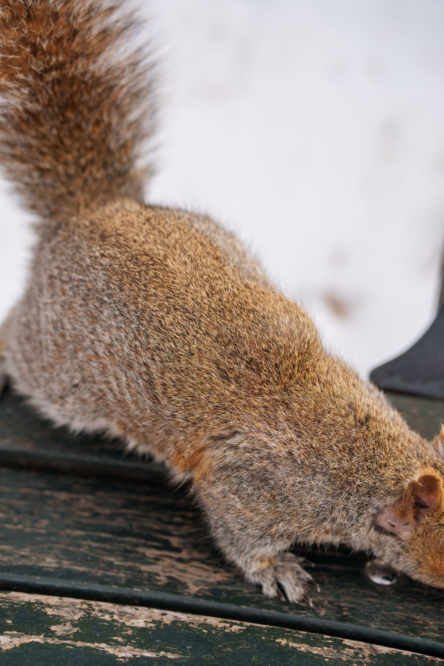 Close-up of a squirrel on a weathered green park bench in winter.