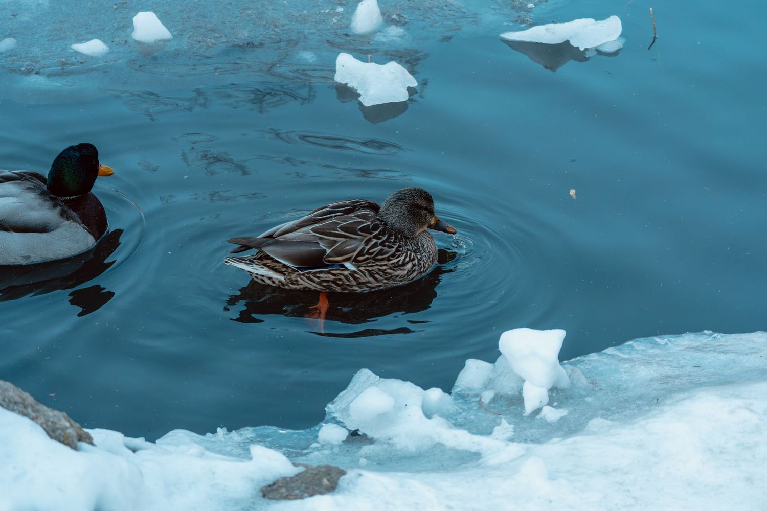 Two mallard ducks swimming near floating ice chunks in blue water.