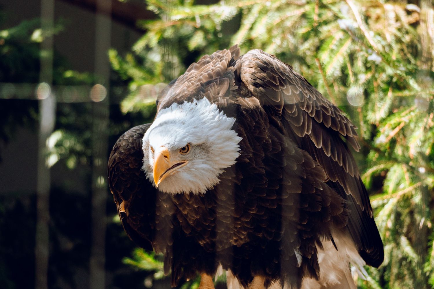 A bald eagle spreads its wings displaying dark brown and white plumage against a green foliage background.