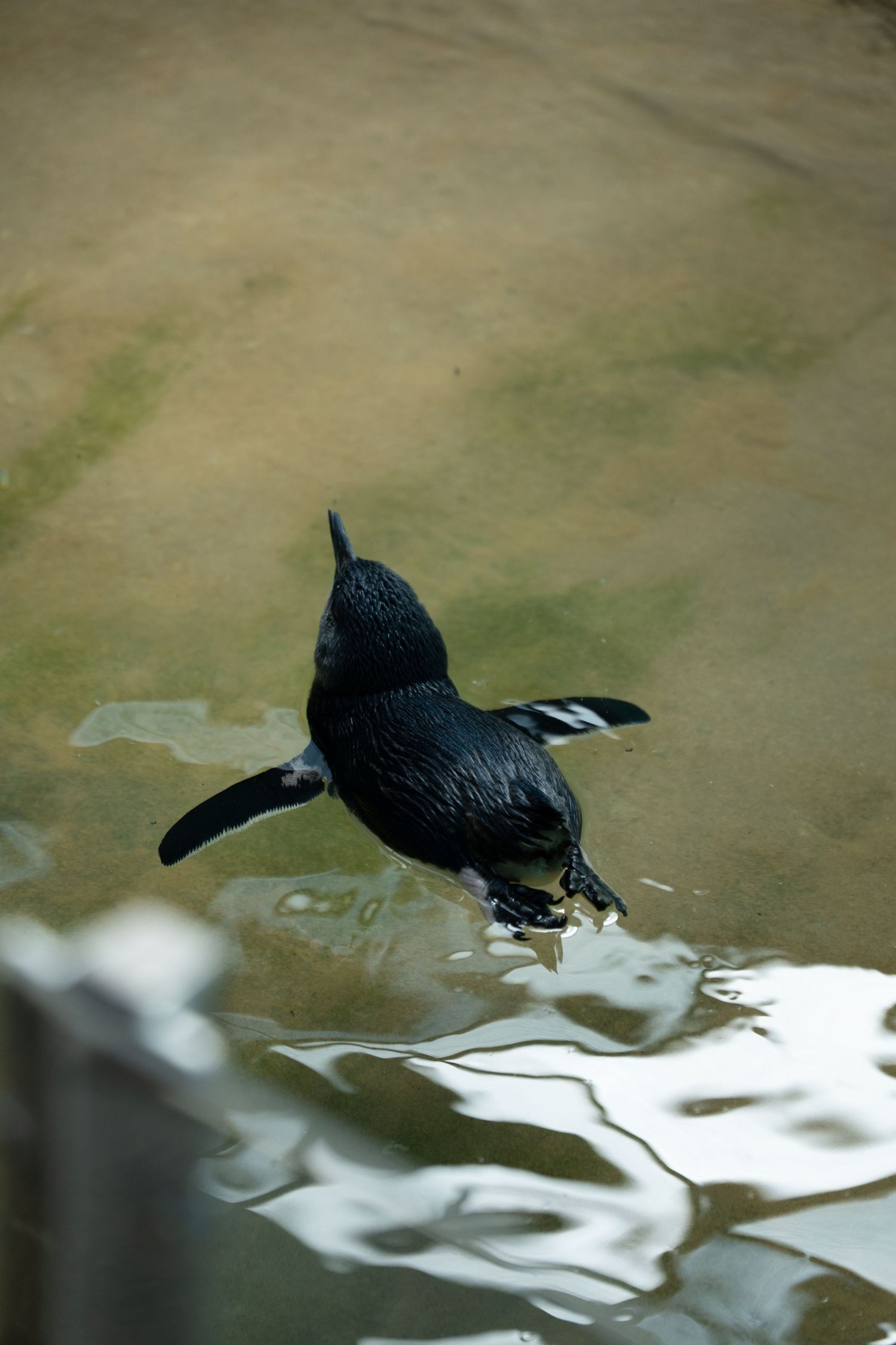 A black penguin diving into shallow water viewed from above.