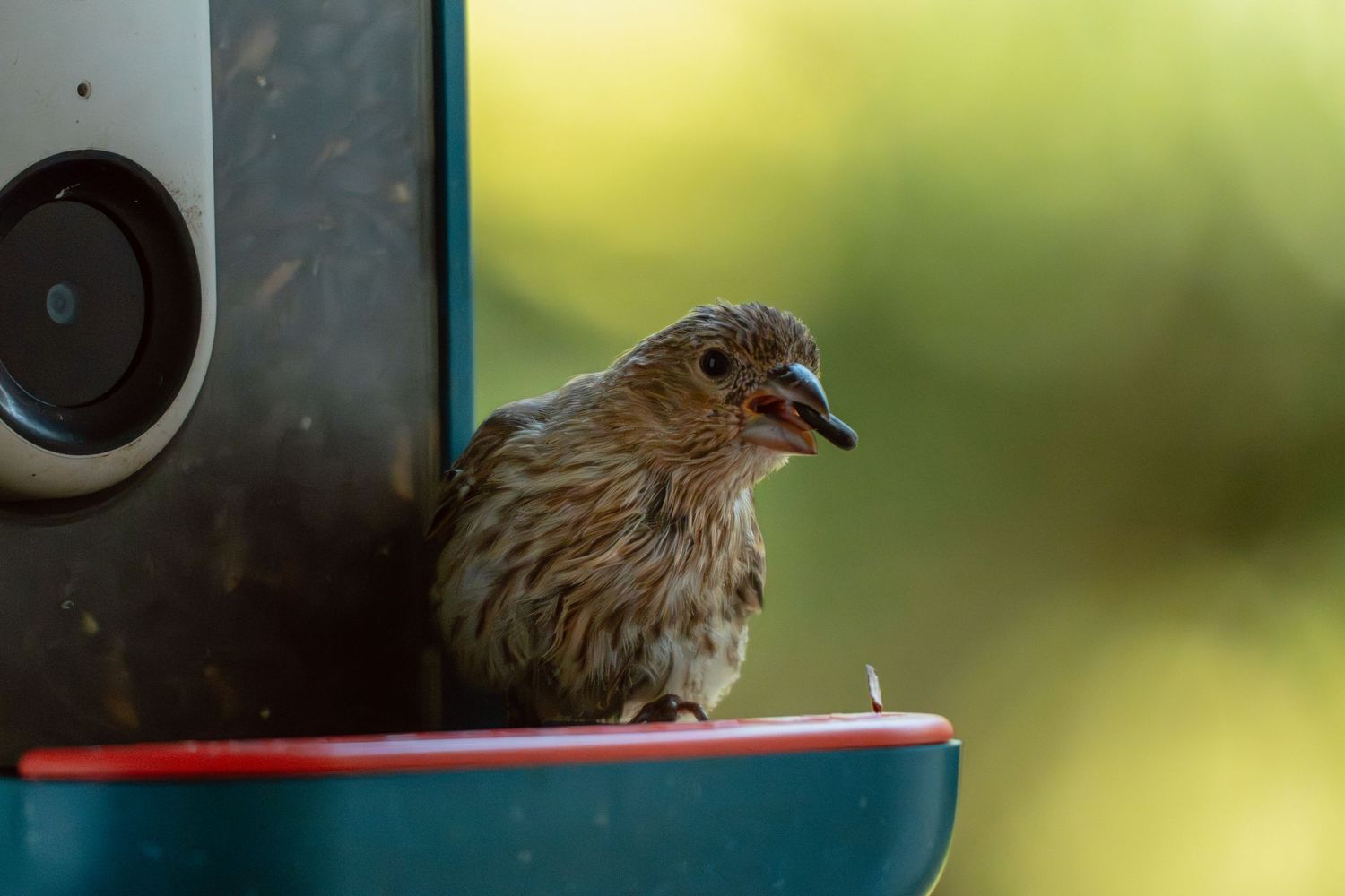 A streaked brown house finch crouches on a red-rimmed teal bird feeder against a soft yellow-green background.