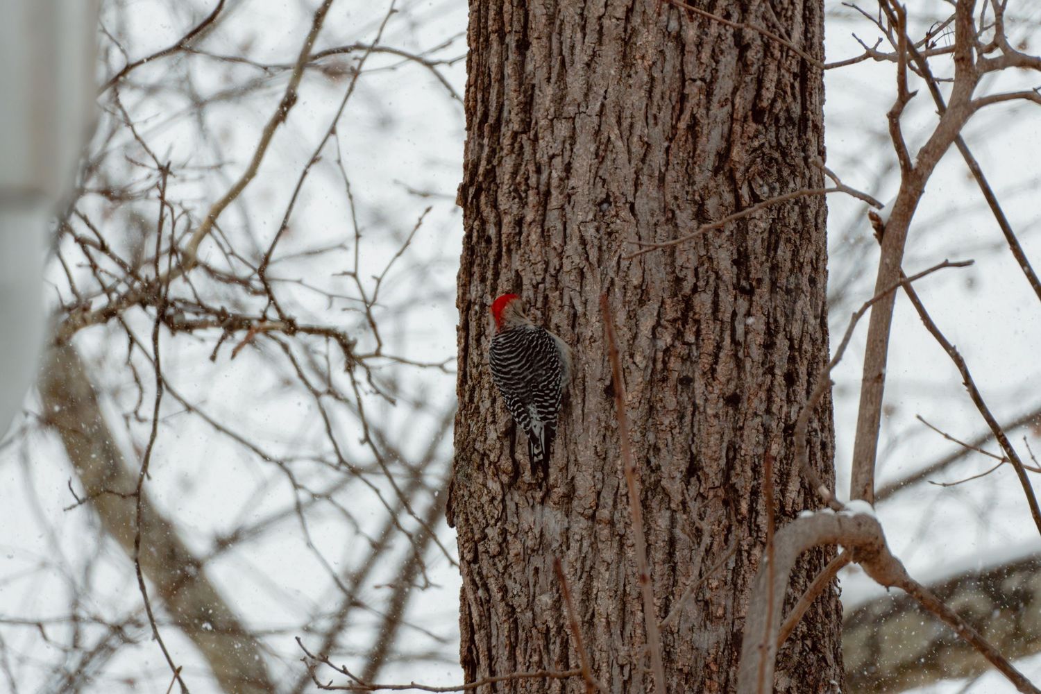 A red-bellied woodpecker climbs a rough-barked tree trunk on a snowy winter day.