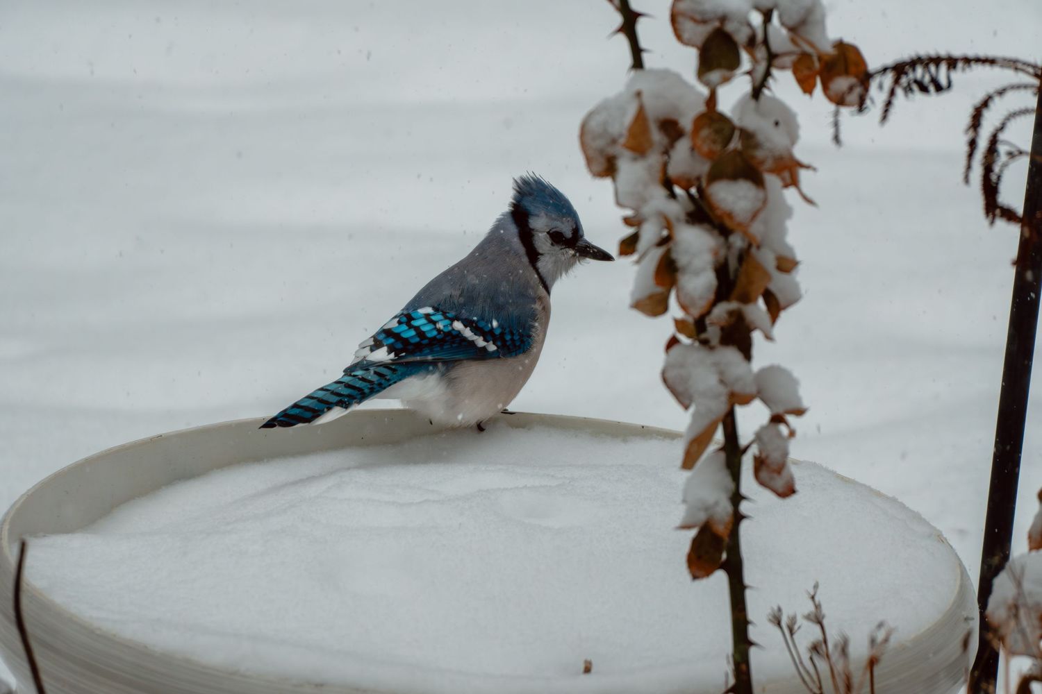 Blue jay perched on snow-covered birdbath beside dried winter plant.