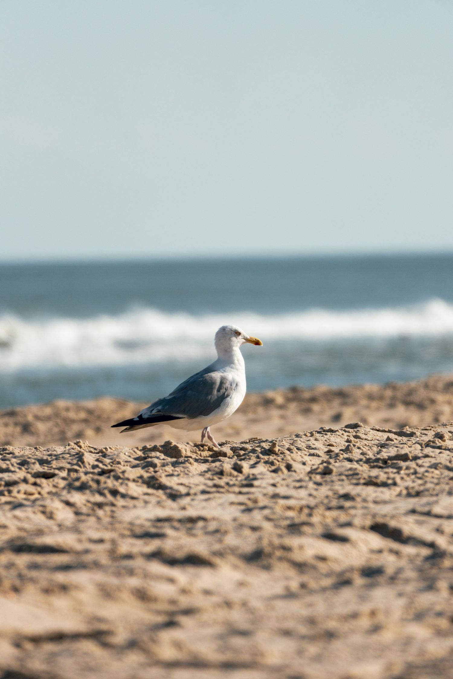 A lone seagull standing on a sandy beach with blue ocean waves crashing in the background.