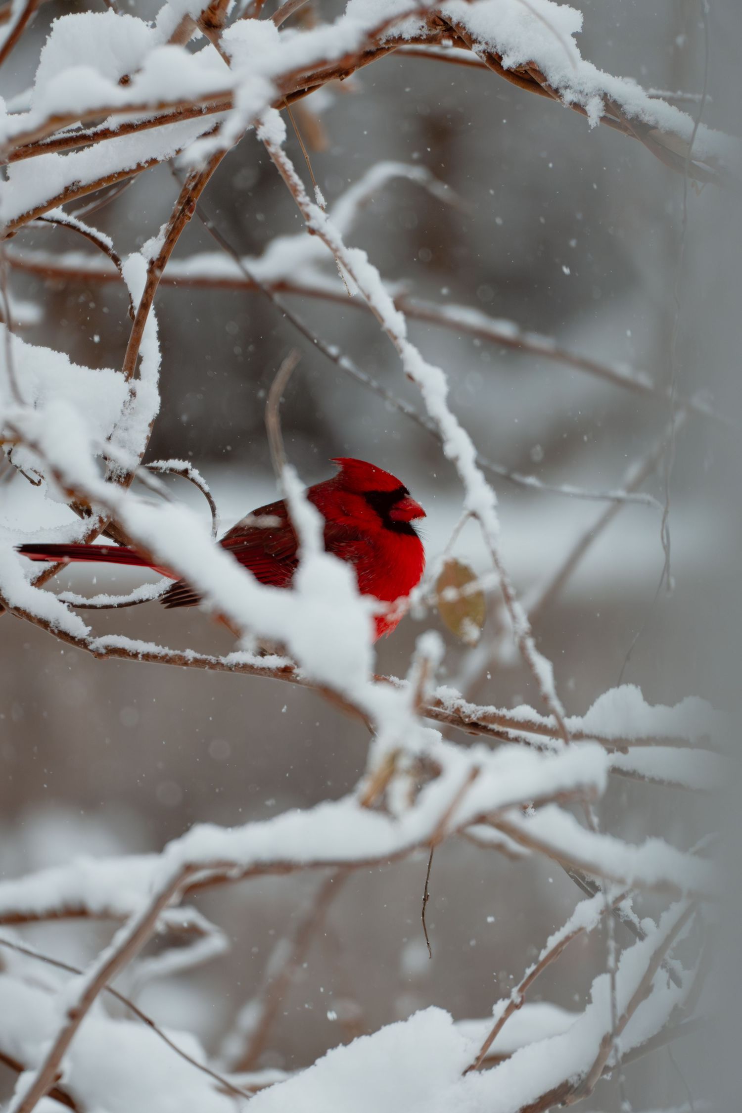 A male northern cardinal with vibrant red plumage perches on a snow-covered branch in winter.