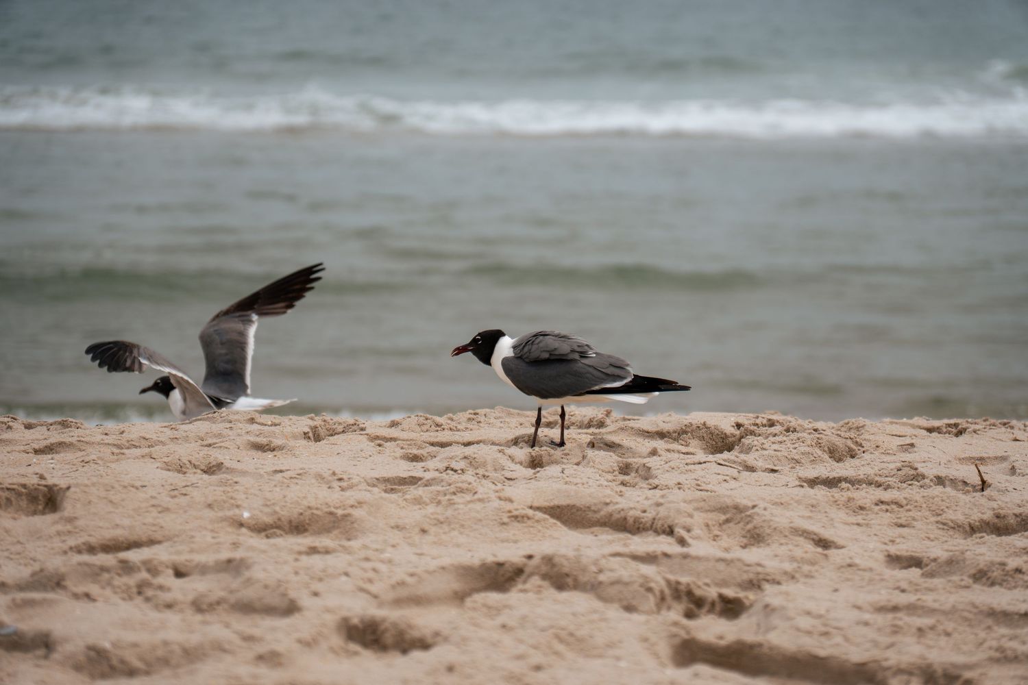 Two laughing gulls on a sandy beach, one standing and one taking flight, with ocean waves in the background.