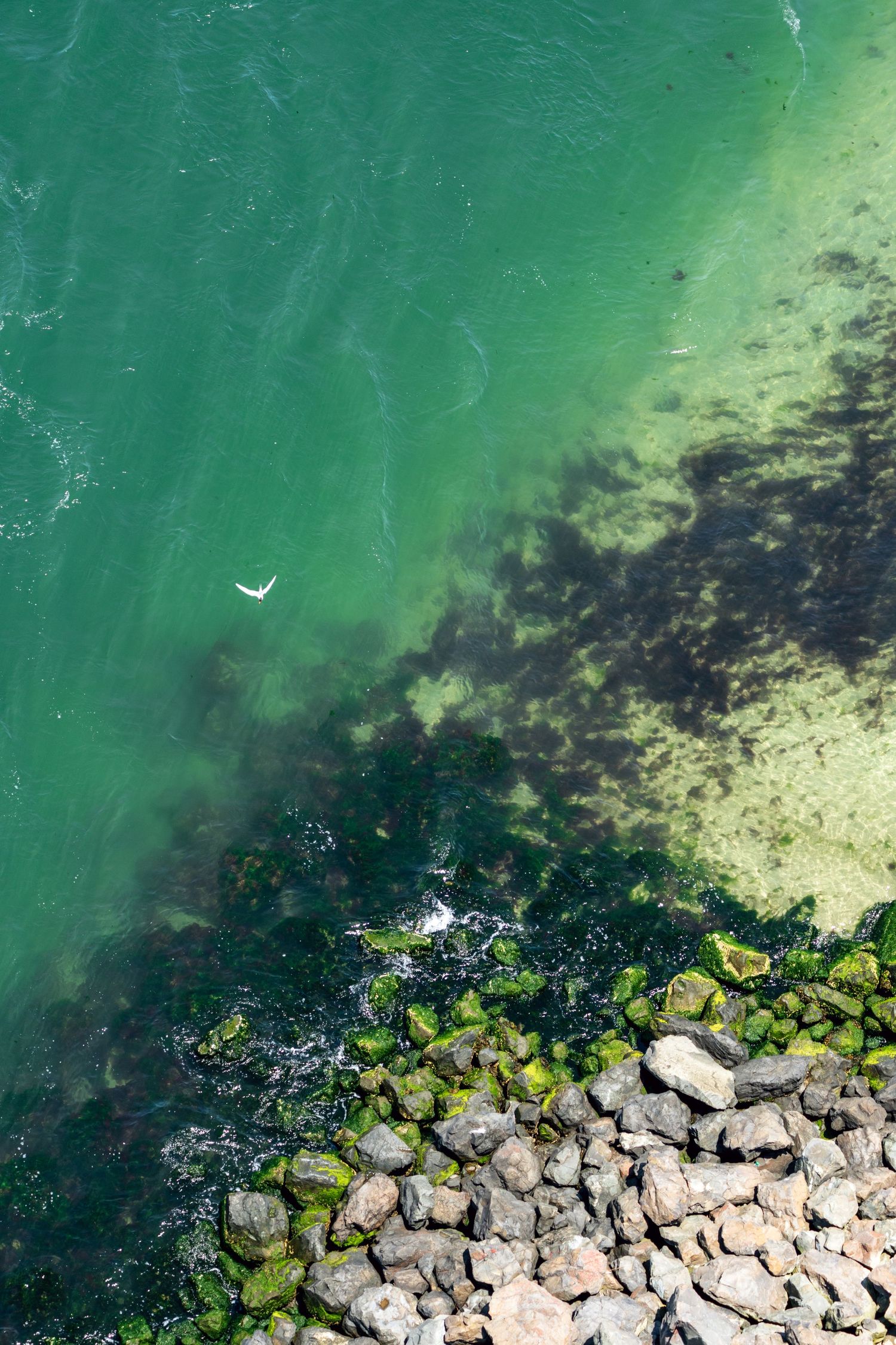 Aerial view of rocky shoreline with moss-covered stones meeting clear emerald green ocean water with a seagull visible.