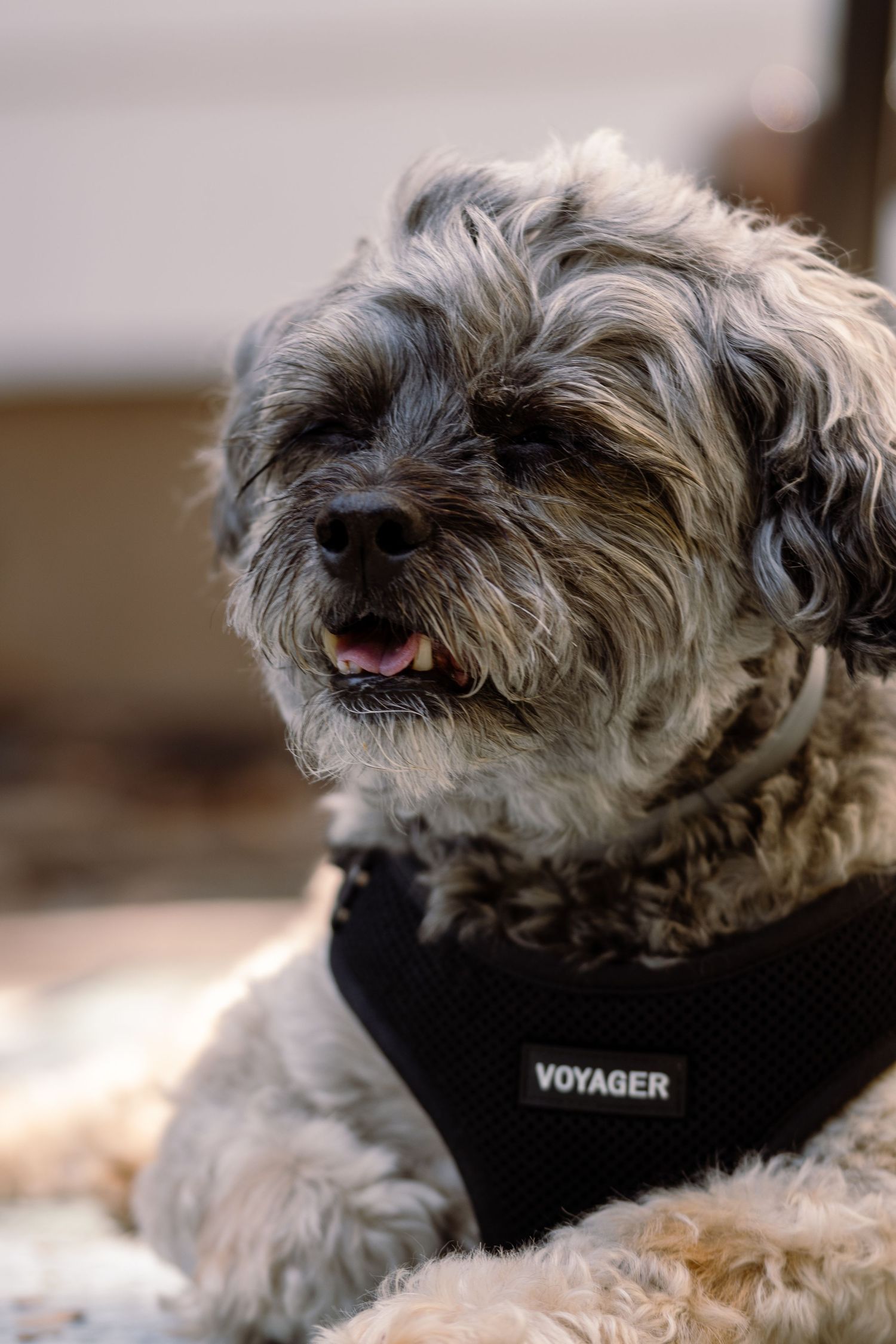 A curly-haired gray and white dog with mouth open wearing a black Voyager harness outdoors.