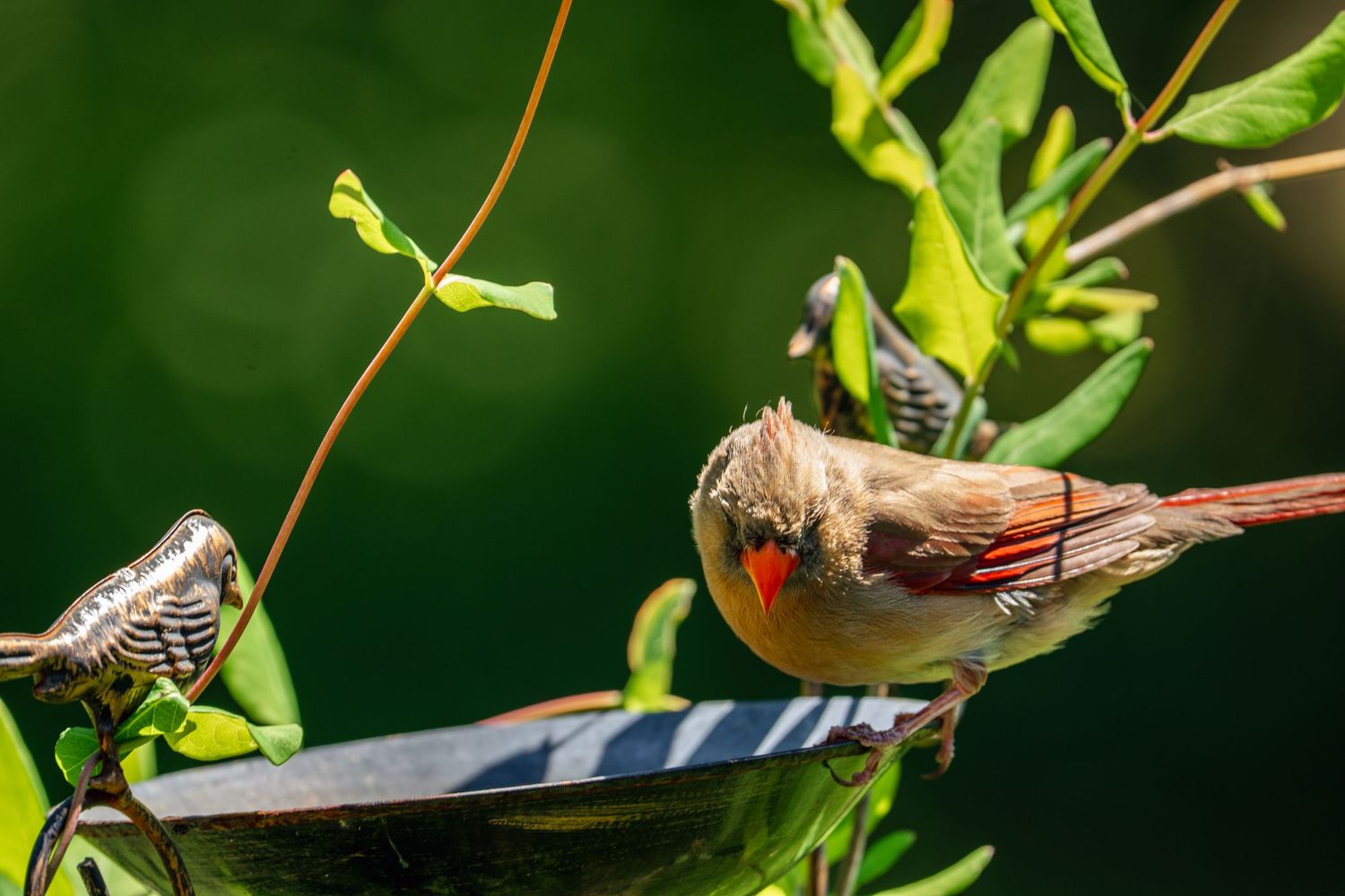 Female cardinal perched on a bird bath surrounded by lush green foliage in a sunny garden.