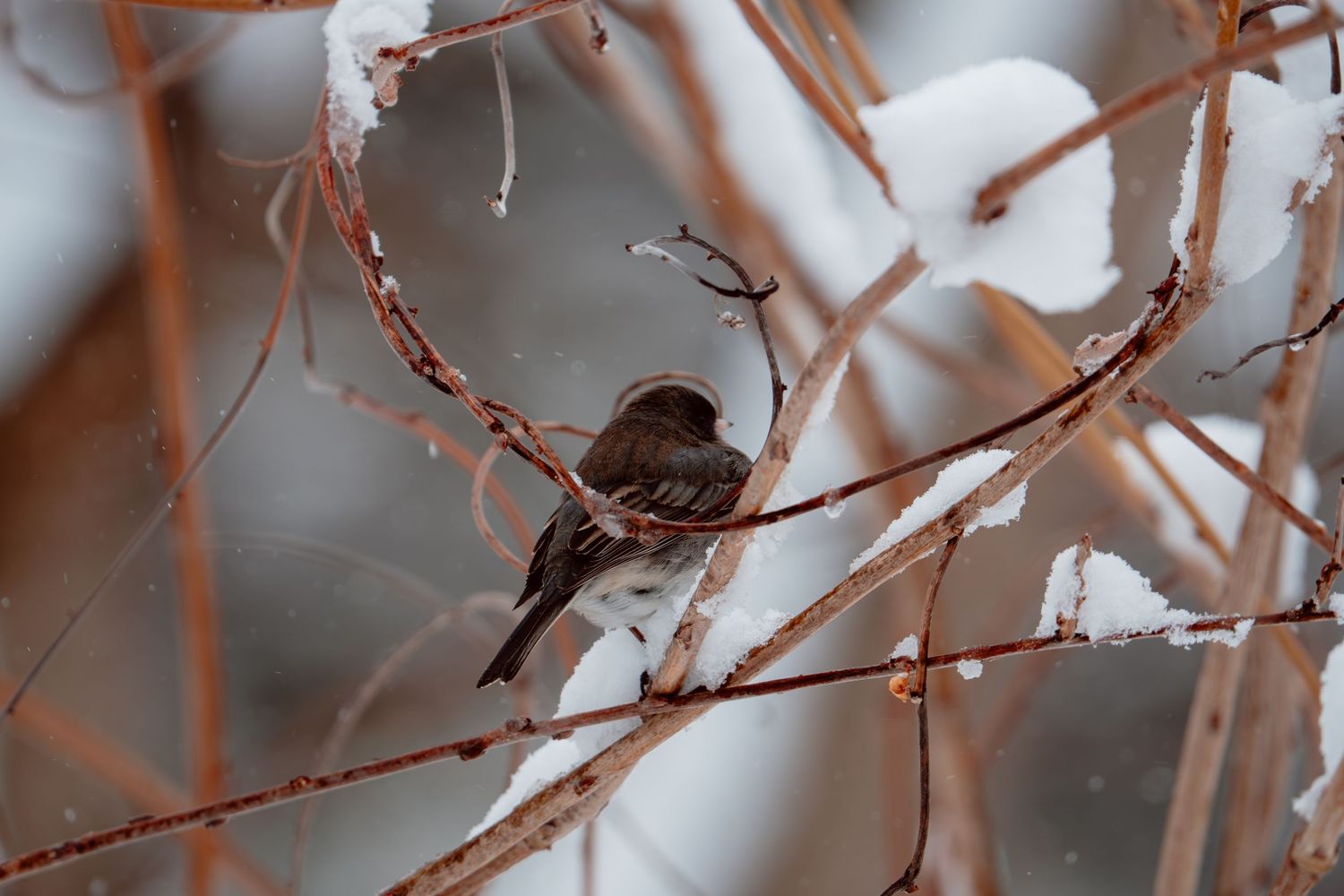 A dark-eyed junco perched on snow-dusted branches in winter weather.