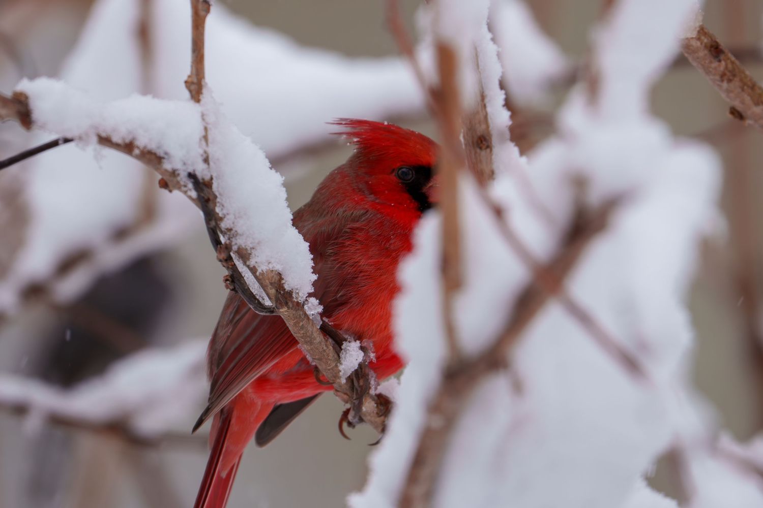 Vibrant red male cardinal sitting on snow-covered branches in winter.