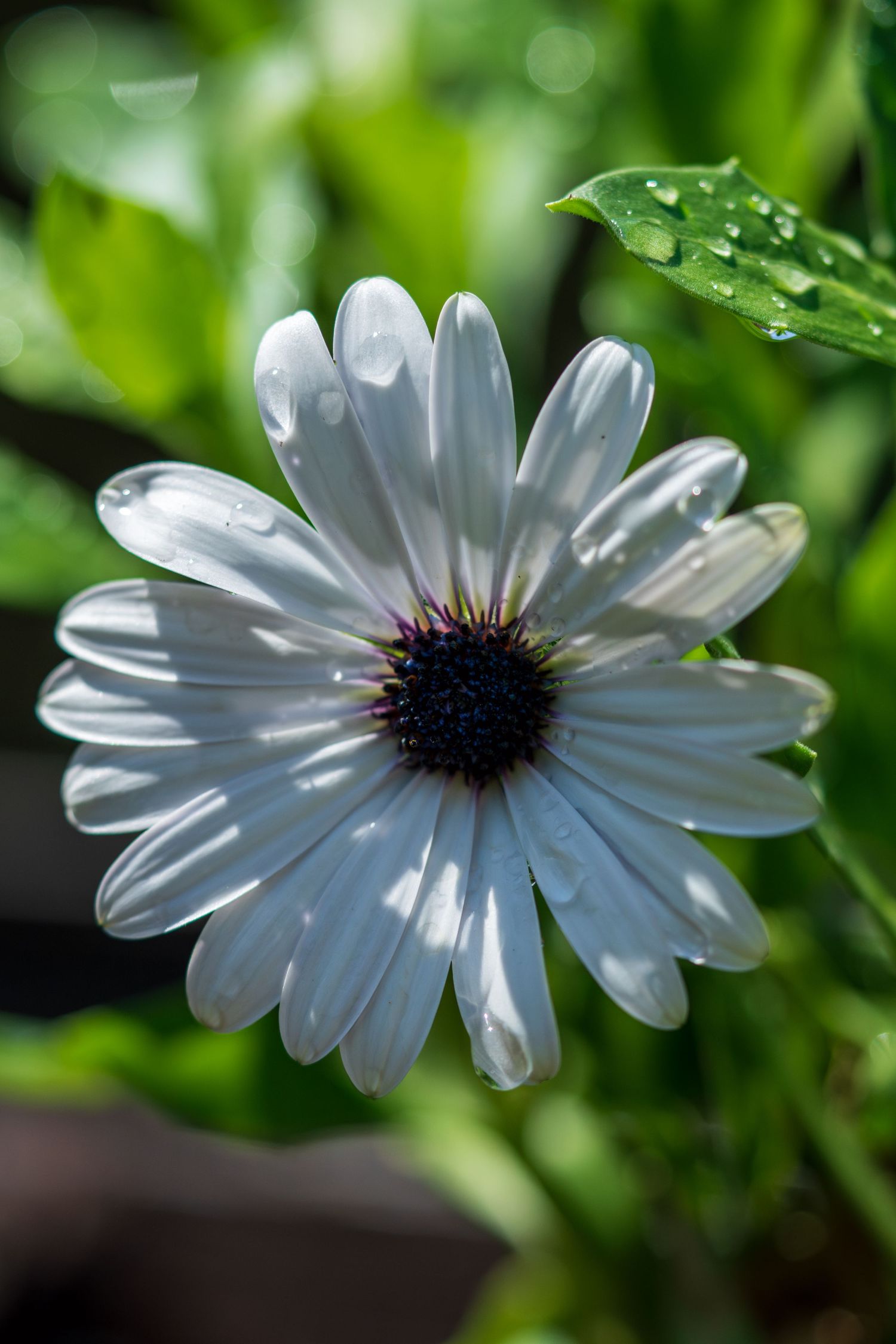 White osteospermum daisy flower with dark center and water drops on green foliage background.