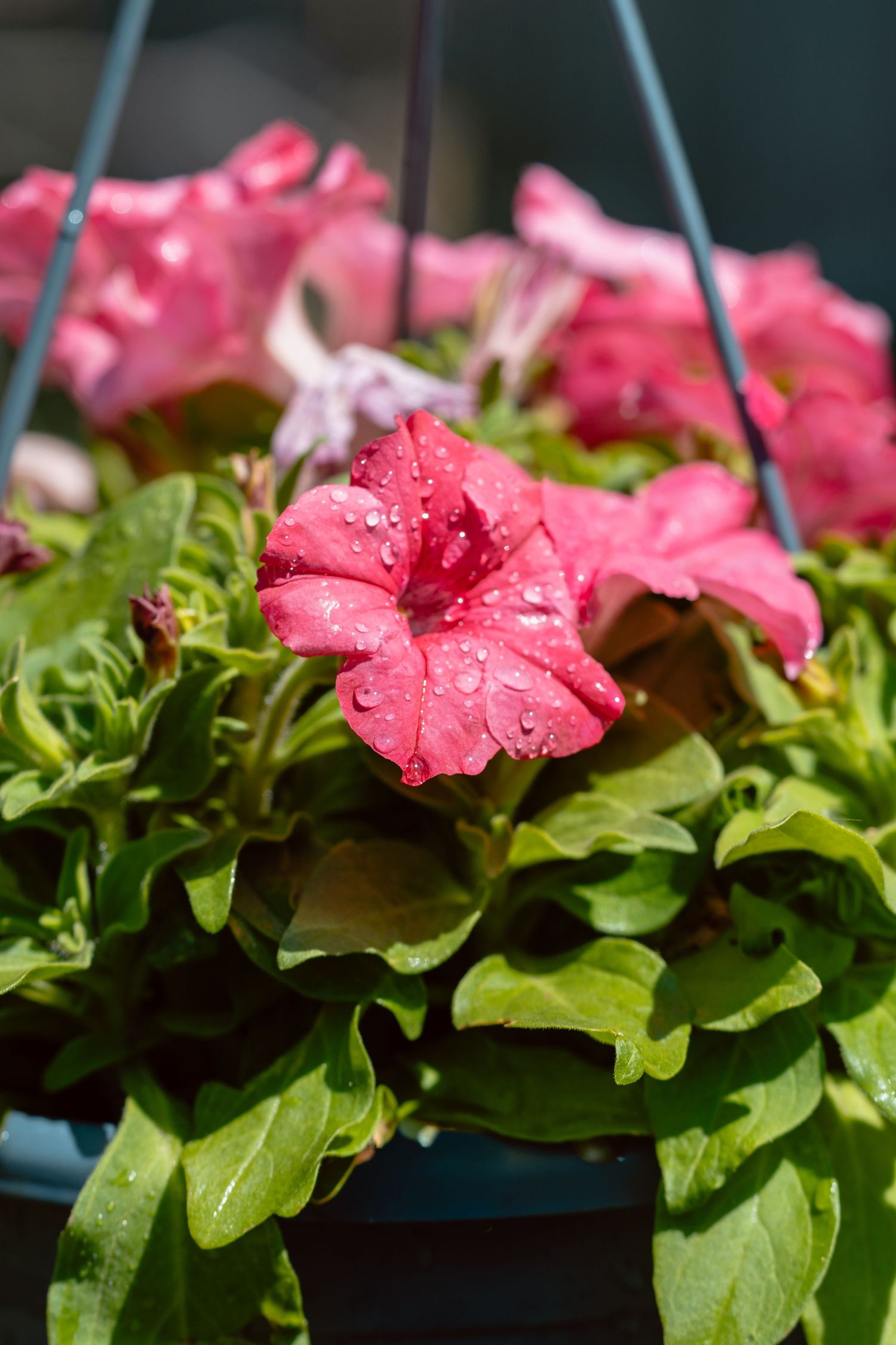 Pink petunias with water droplets in a hanging basket planter in bright sunlight.