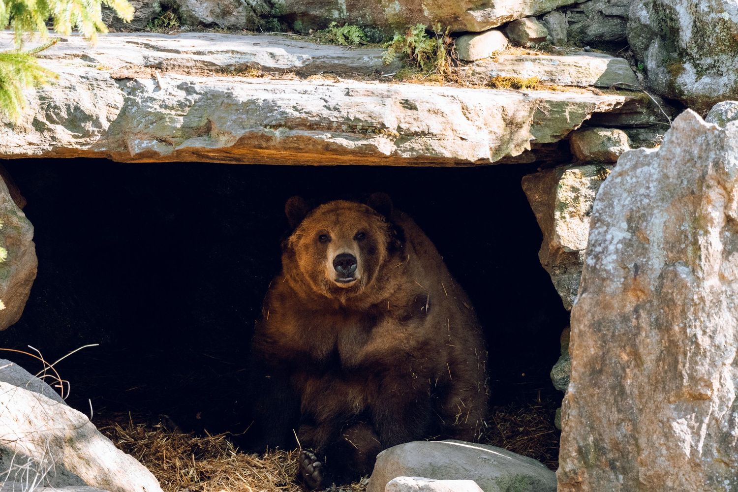 A large brown bear sits comfortably inside a rocky cave den lined with golden straw.