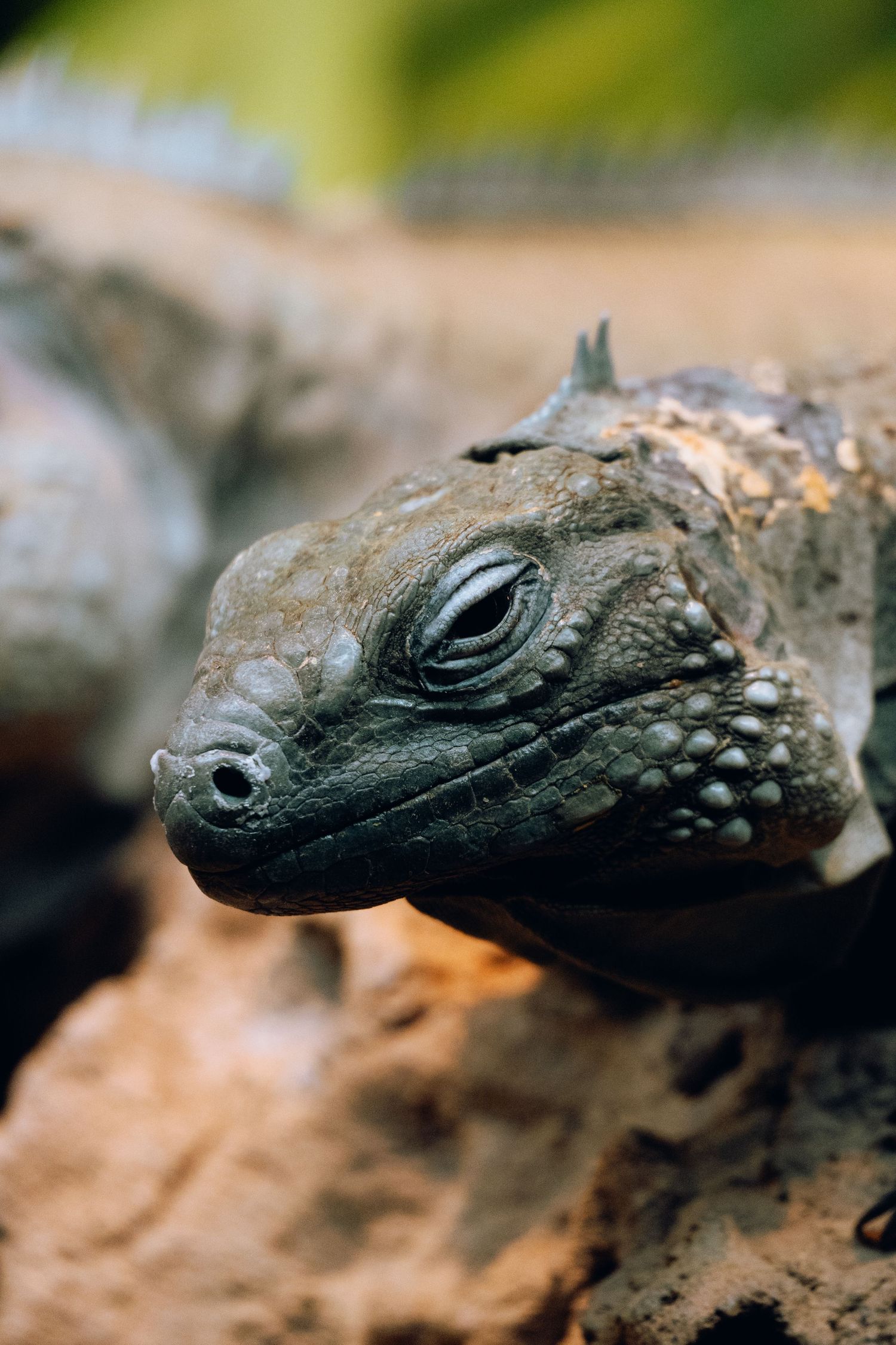 Close-up side profile of a small iguana head with detailed scales resting on a rocky surface.