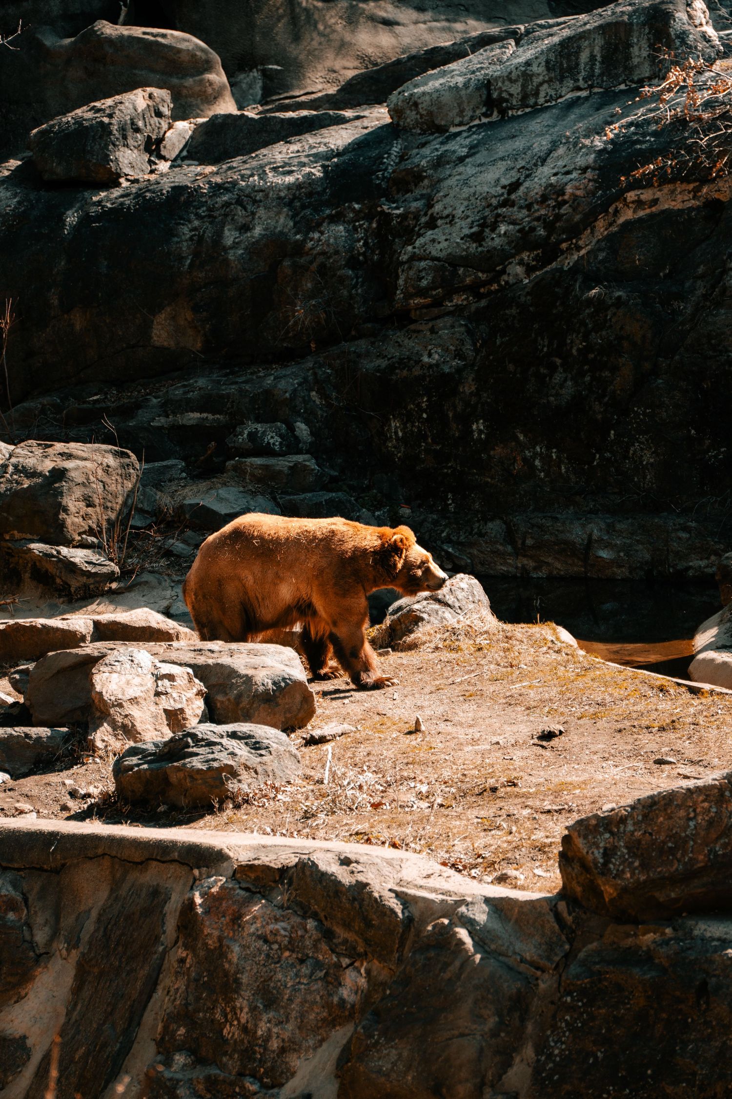 A large brown grizzly bear walking across rocky ground in a sunlit zoo habitat.